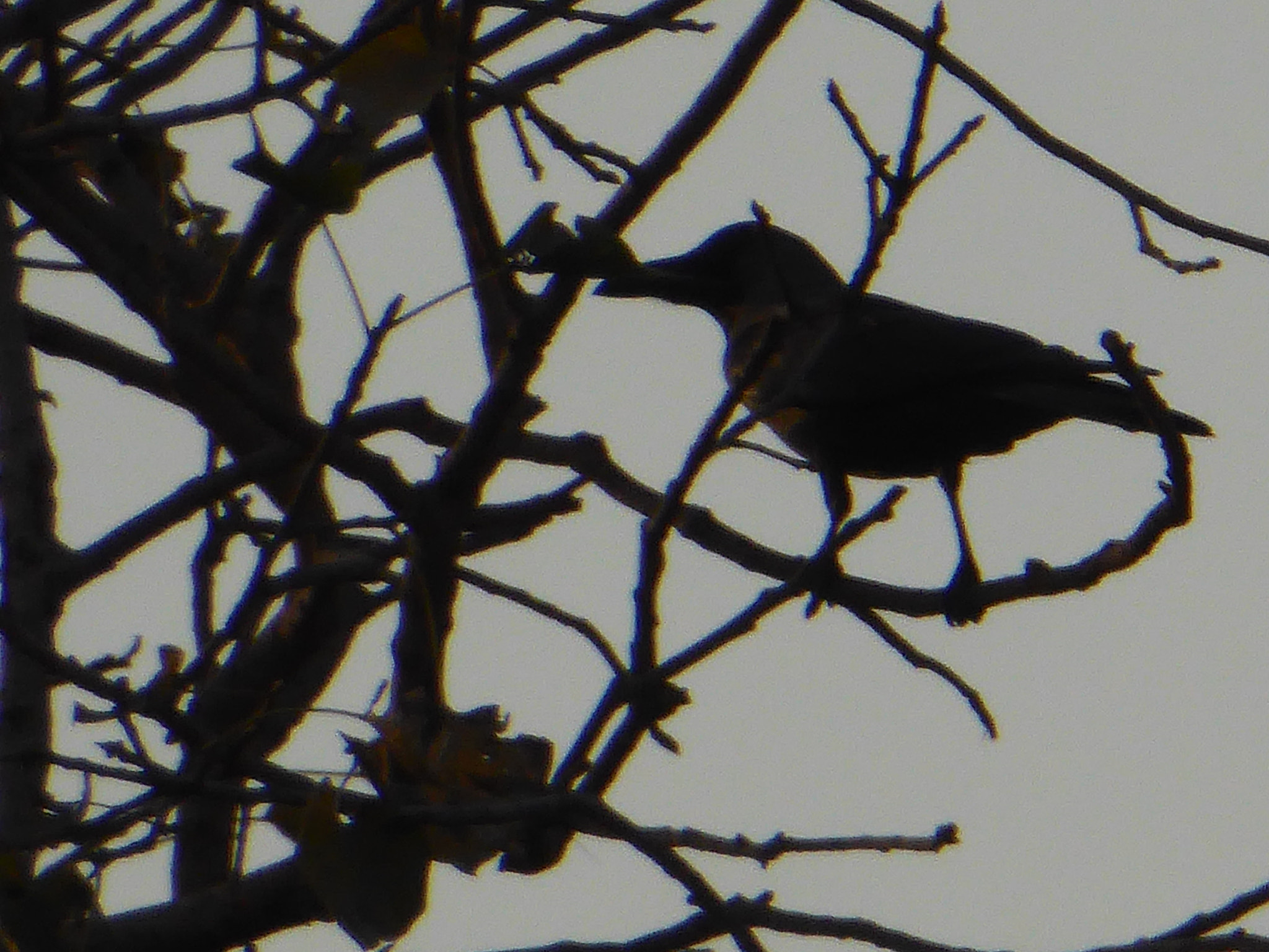 Panasonic Lumix DMC-ZS40 (Lumix DMC-TZ60) sample photo. Bird photography