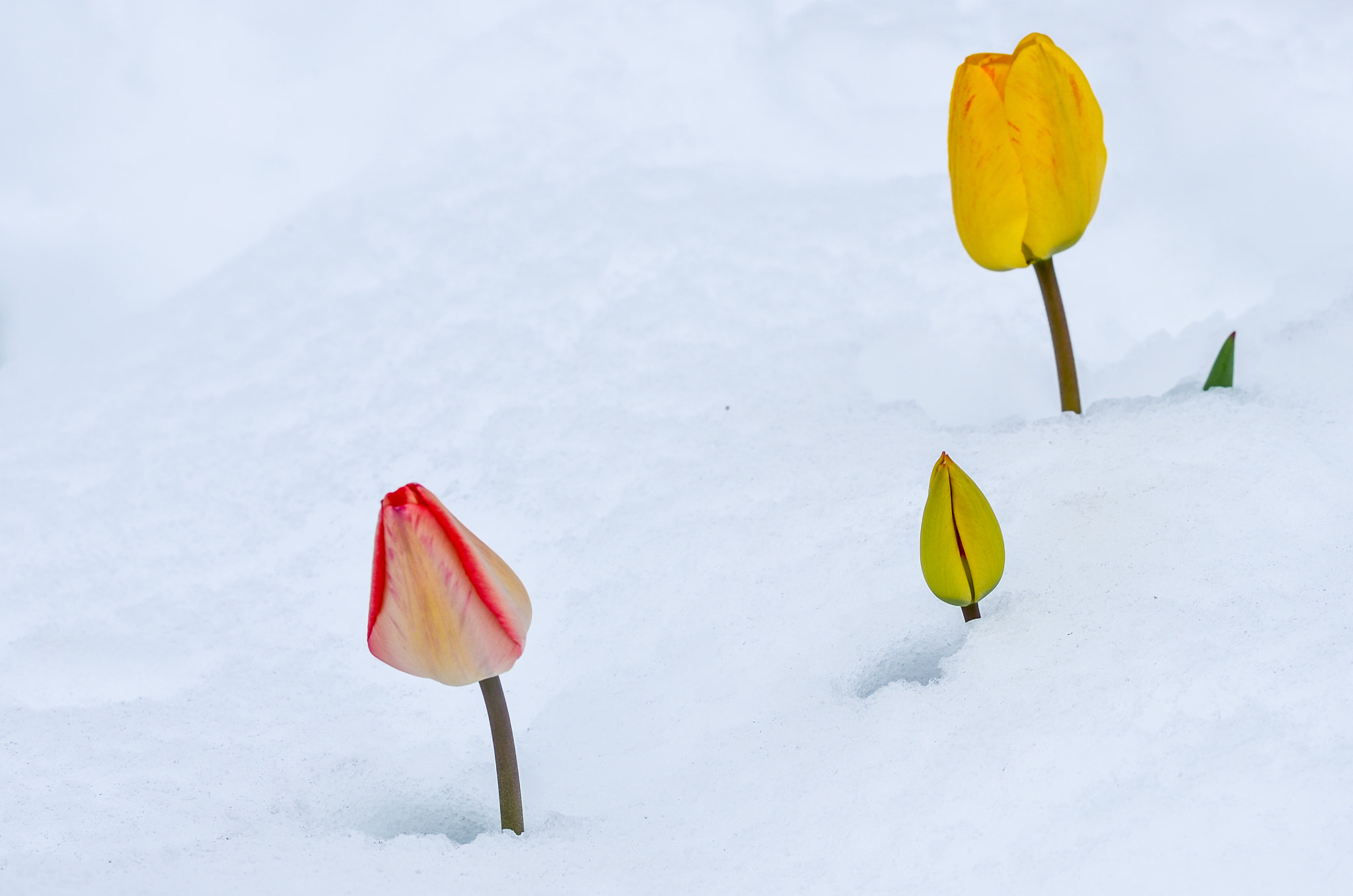 Nikon AF-Nikkor 80-200mm F2.8D ED sample photo. Tulips in snow photography