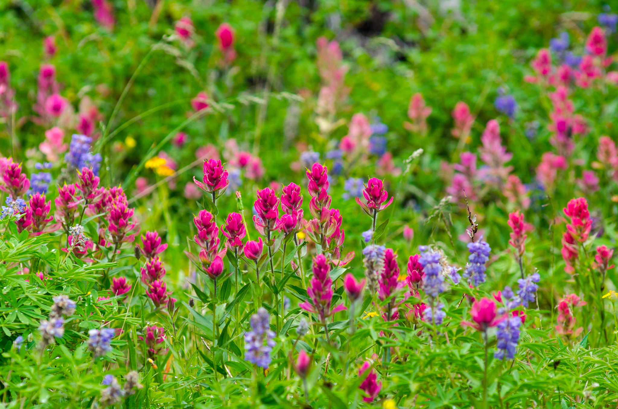 Nikon AF-Nikkor 80-200mm F2.8D ED sample photo. Summer bloosom photography
