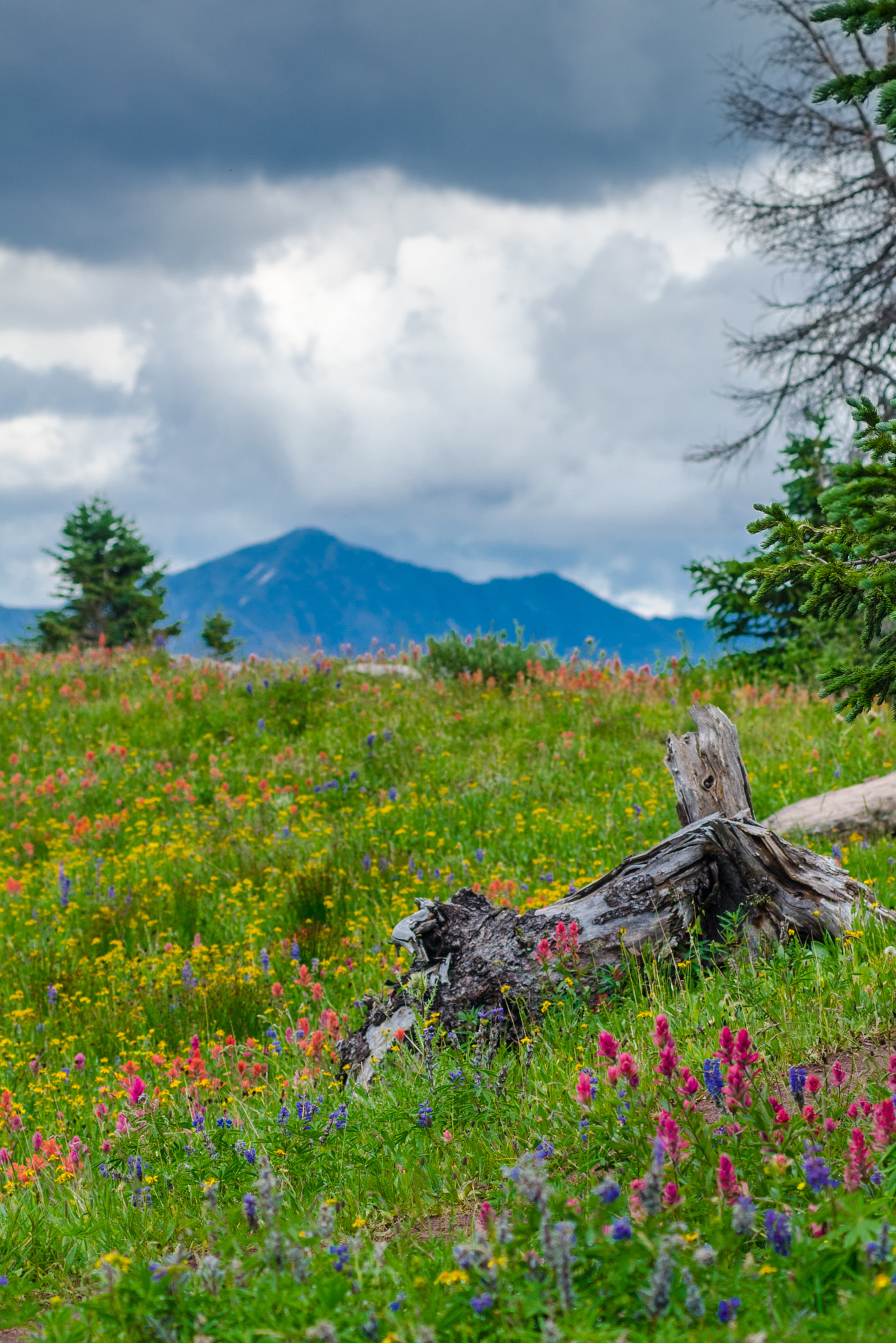 Nikon AF-Nikkor 80-200mm F2.8D ED sample photo. Mountain wildflowers photography