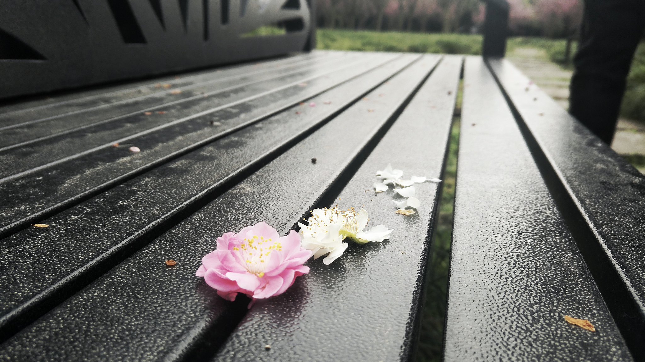 OPPO R9 PLUSTM A sample photo. The spring  photography