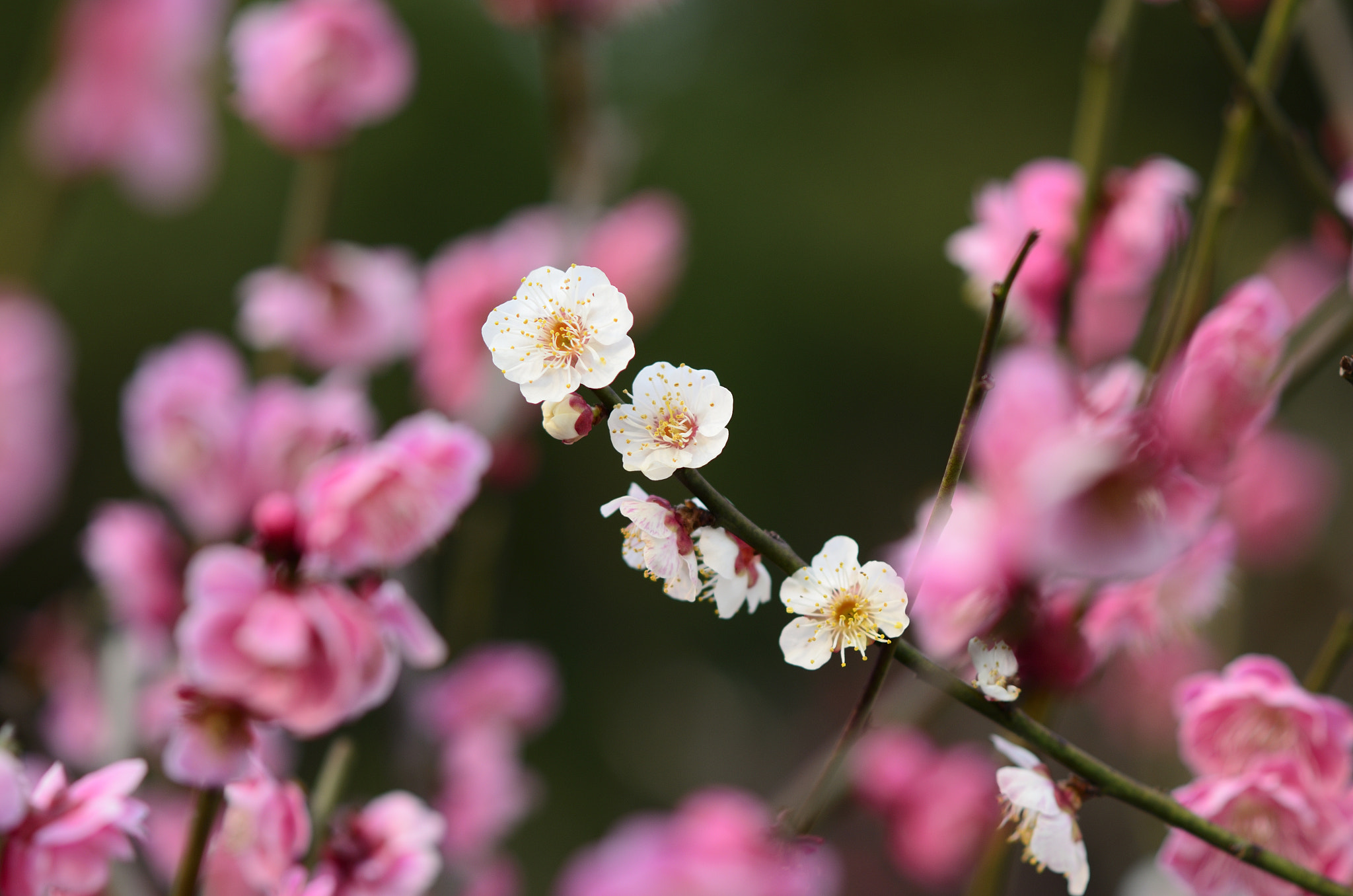 Nikon D7000 + Nikon AF-S Nikkor 85mm F1.8G sample photo. White and pink wintersweet photography