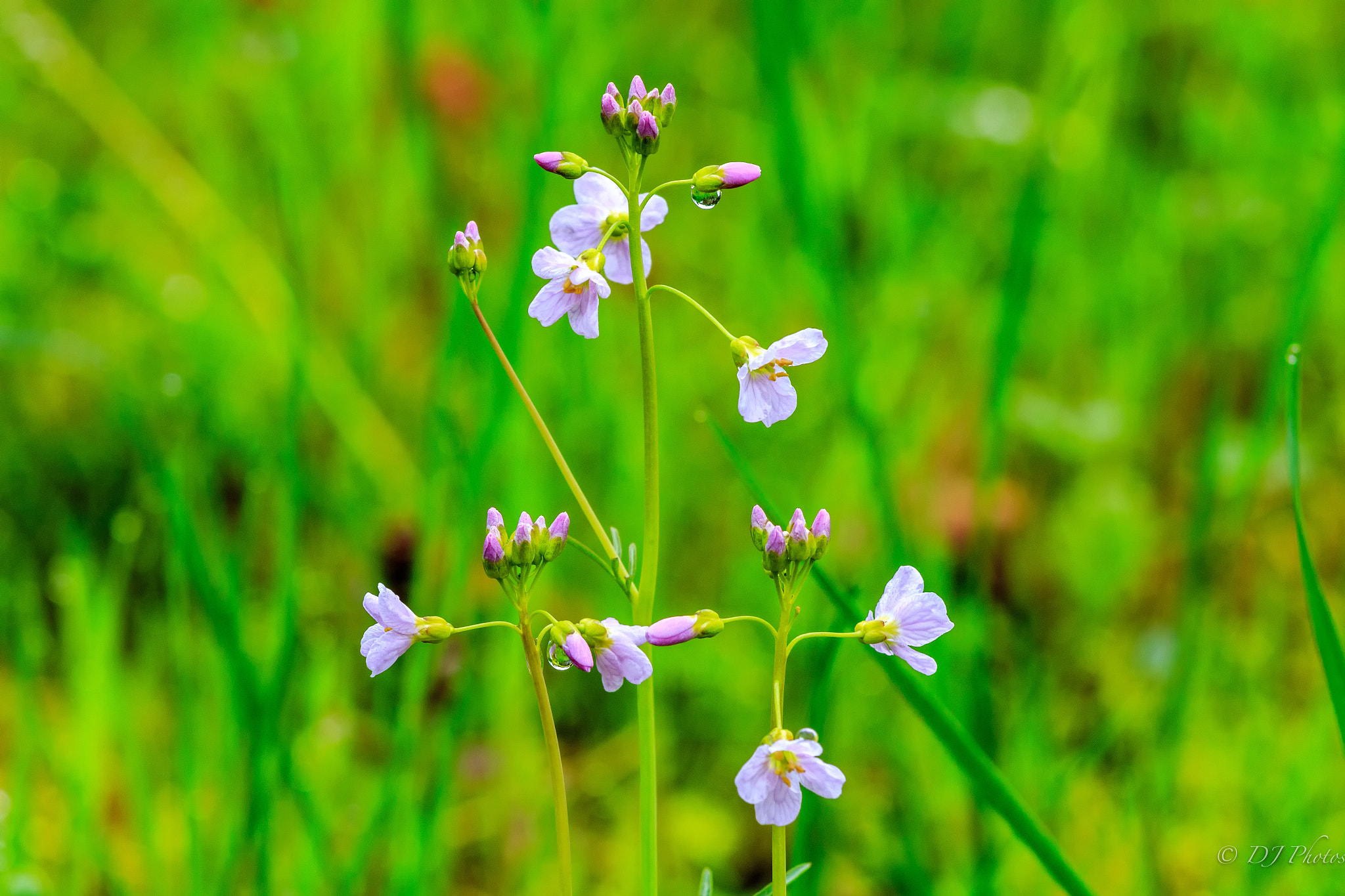 Canon EOS 70D + Canon EF 70-200mm F4L IS USM sample photo. Little flowers photography