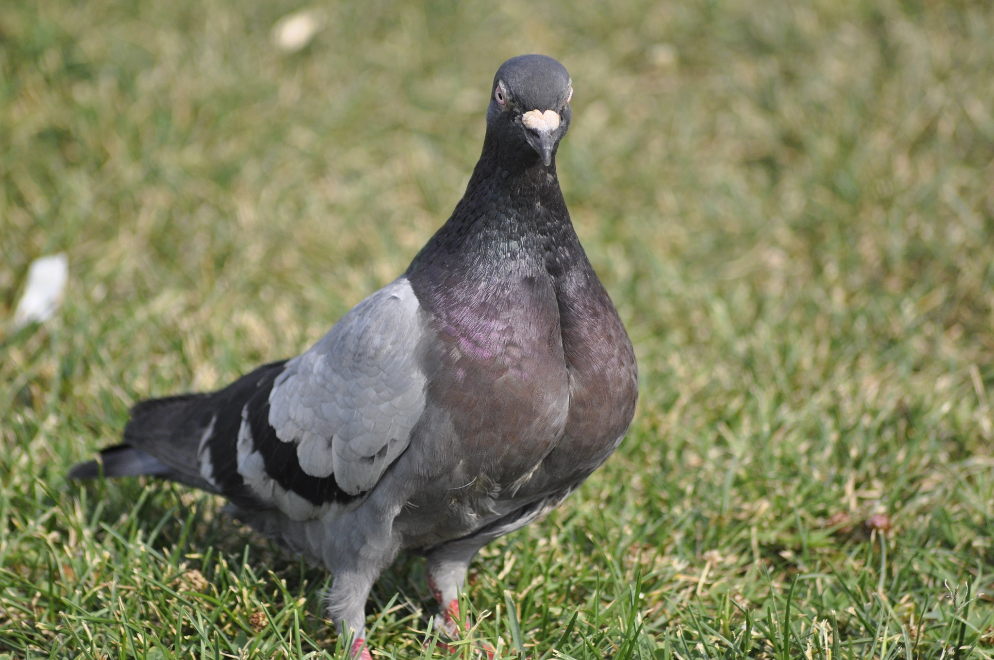Sigma 70-300mm F4-5.6 APO DG Macro sample photo. Pigeon  photography
