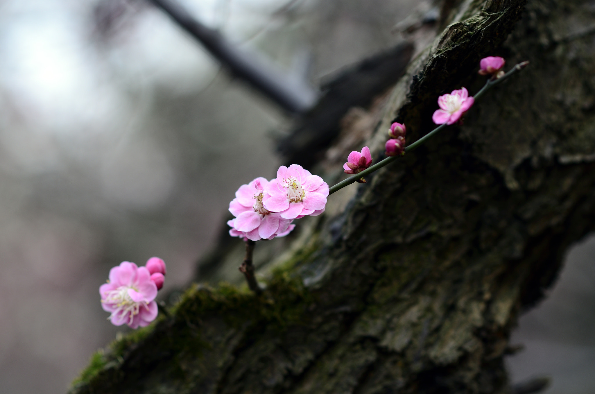 Nikon D7000 + Nikon AF-S Nikkor 85mm F1.8G sample photo. Pink wintersweet growing on the trunk photography