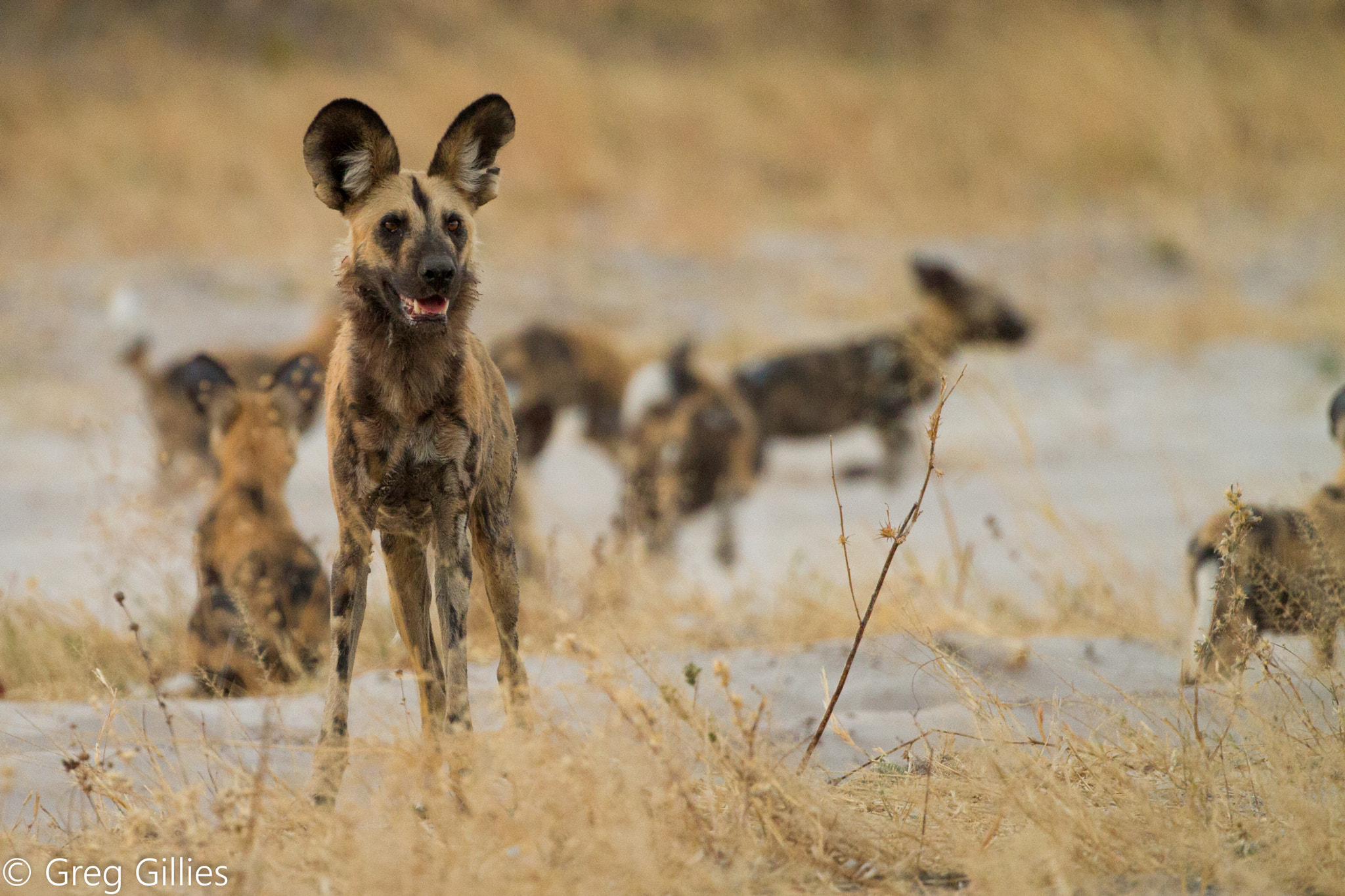 Canon EF 200-400mm F4L IS USM Extender 1.4x sample photo. African wild dogs (lycaon pictus) photography
