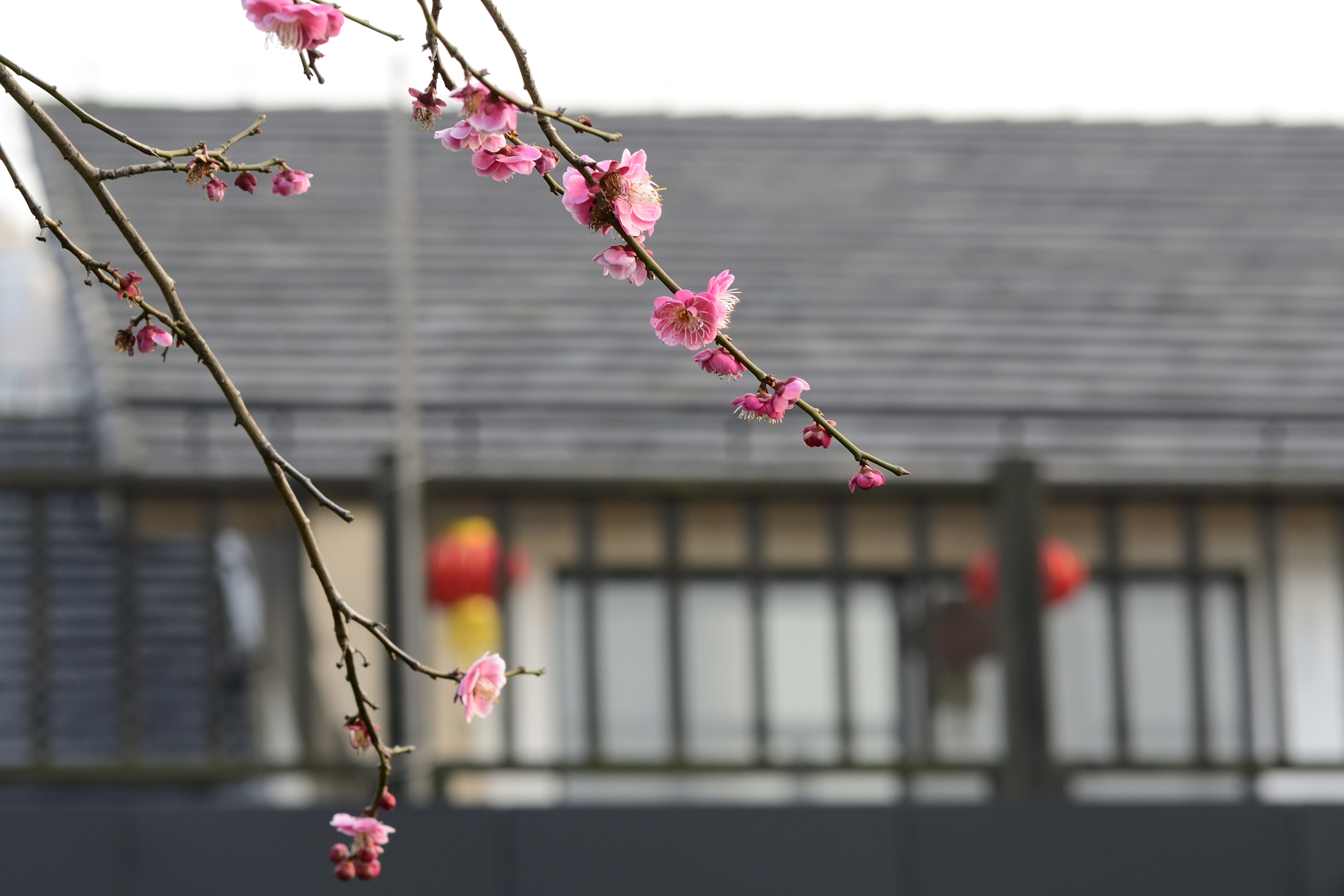 Nikon D7000 sample photo. Pink wintersweet before lantern photography