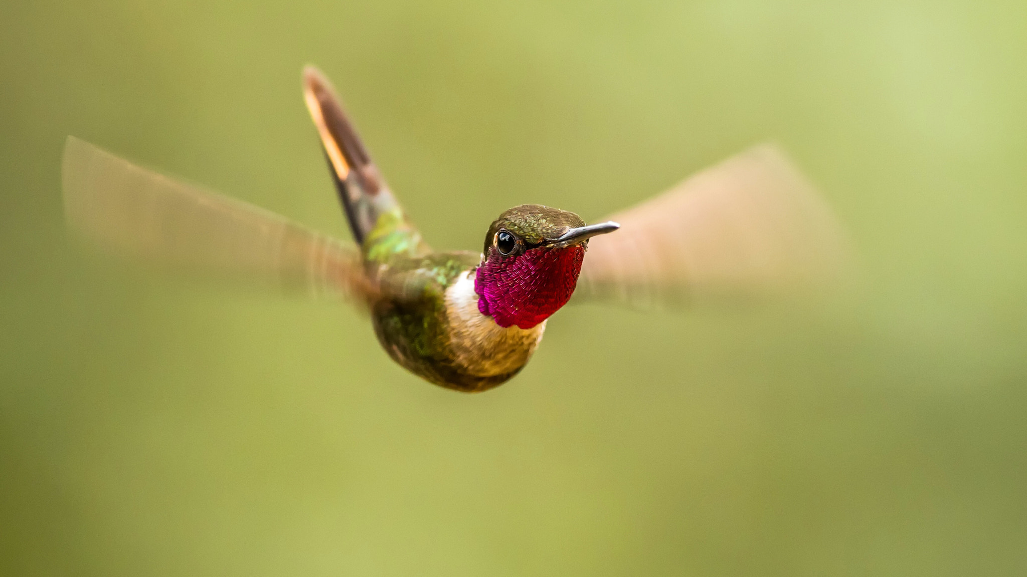 Olympus OM-D E-M1 Mark II + OLYMPUS M.300mm F4.0 sample photo. Colibrì  photography
