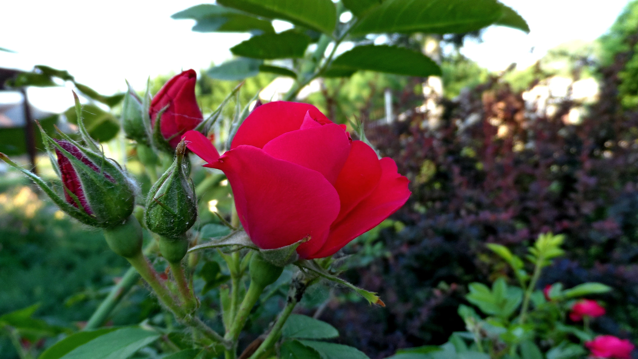 Samsung WB150 / WB150F / WB152 / WB152F / WB151 / WB151F / WB140 sample photo. Sam_2814 Роза photography