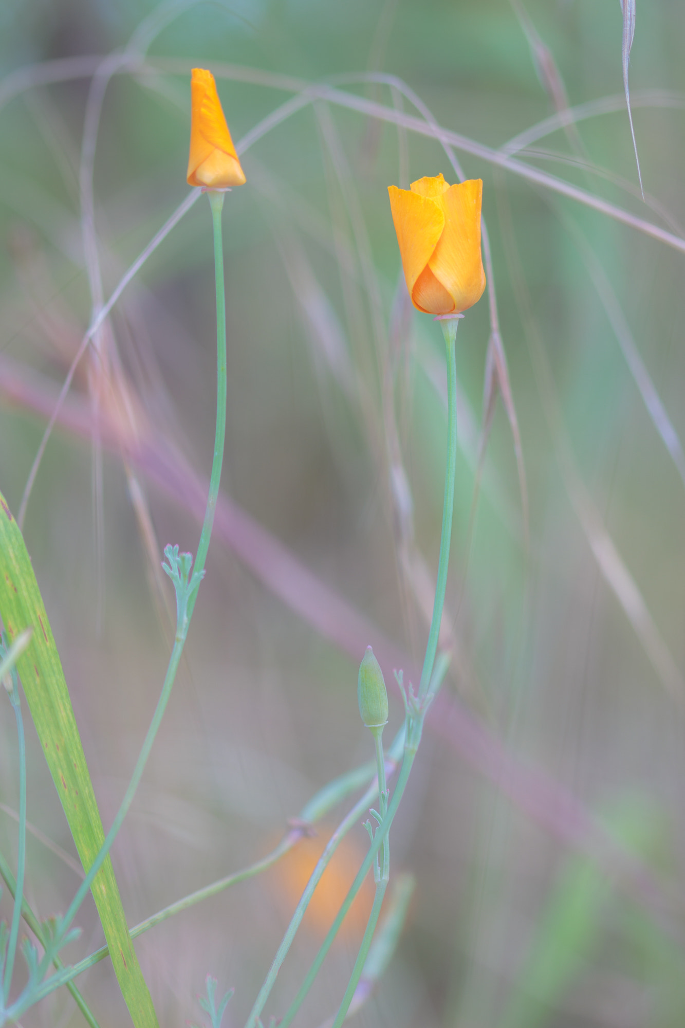 Sigma 105mm F2.8 EX DG OS HSM sample photo. Nature  photography