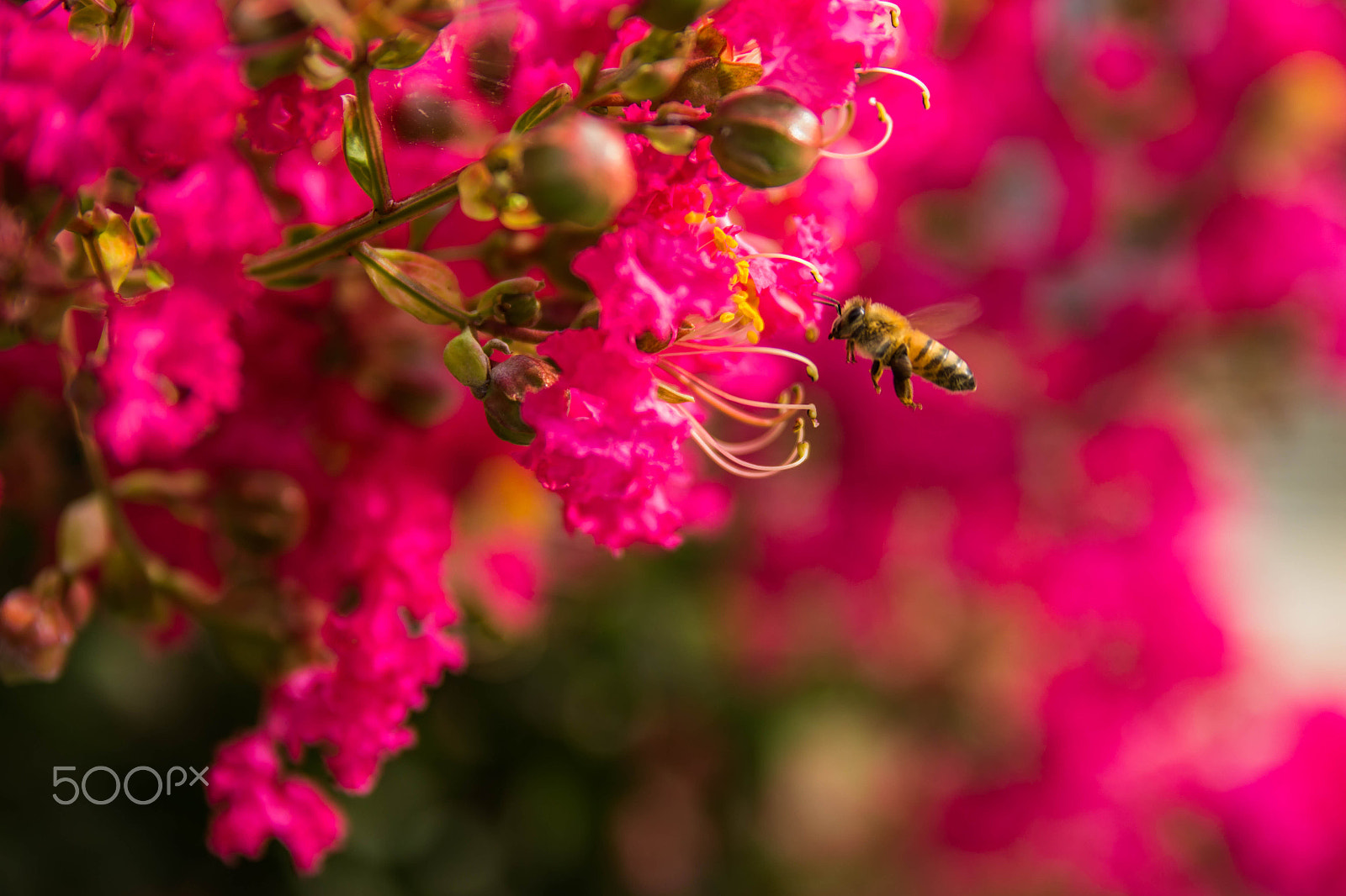 Sigma 18-50mm f/2.8 Macro sample photo. Crape myrtle photography