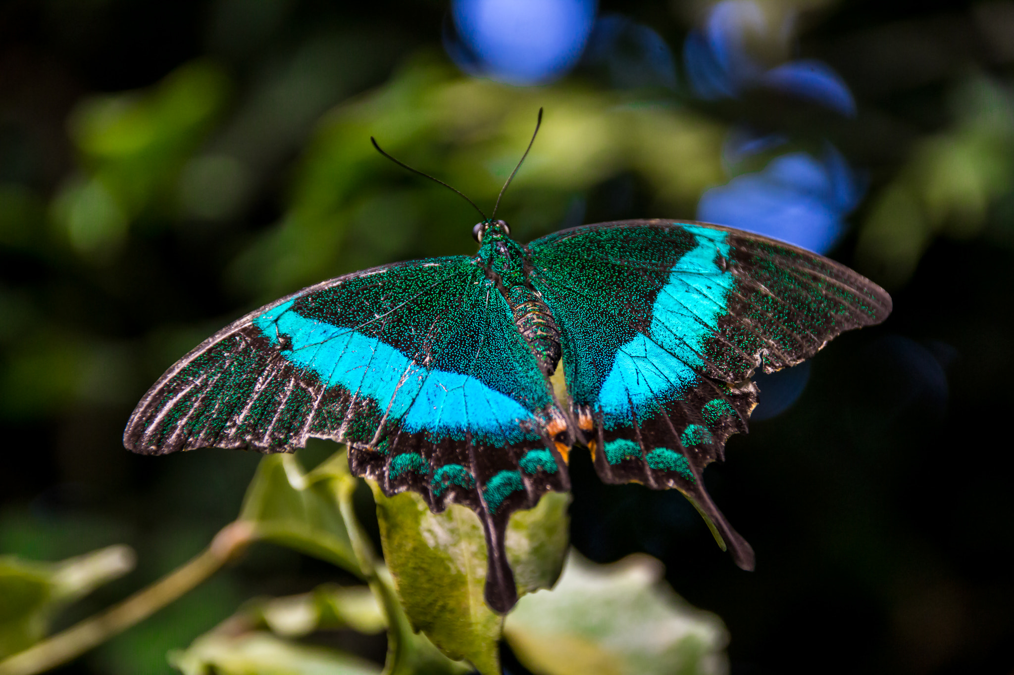 Sigma 18-250mm F3.5-6.3 DC OS HSM sample photo. Butterfly... photography