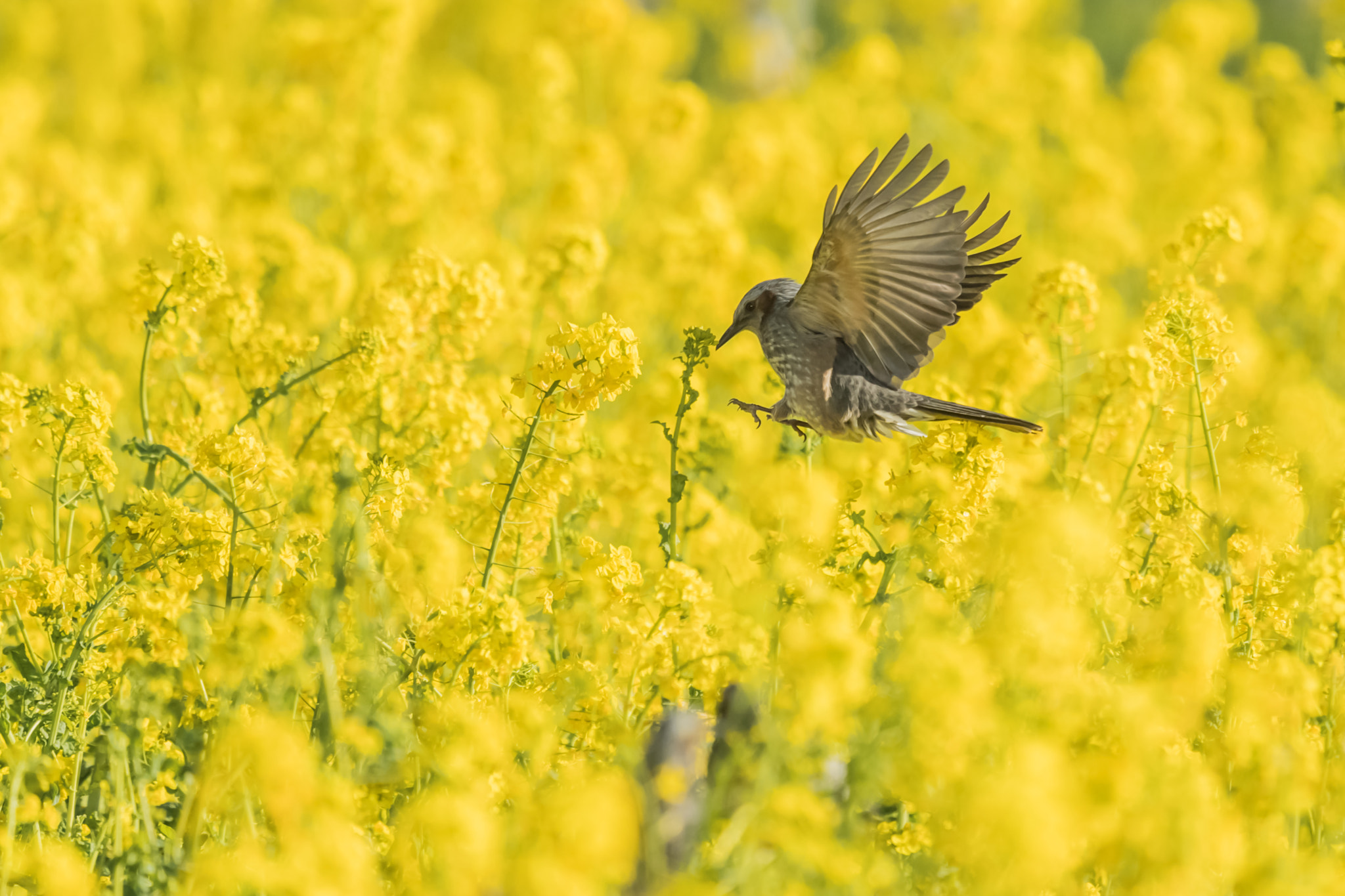 Nikon Nikkor AF-S 300mm F4E PF ED VR sample photo. Elegant photography