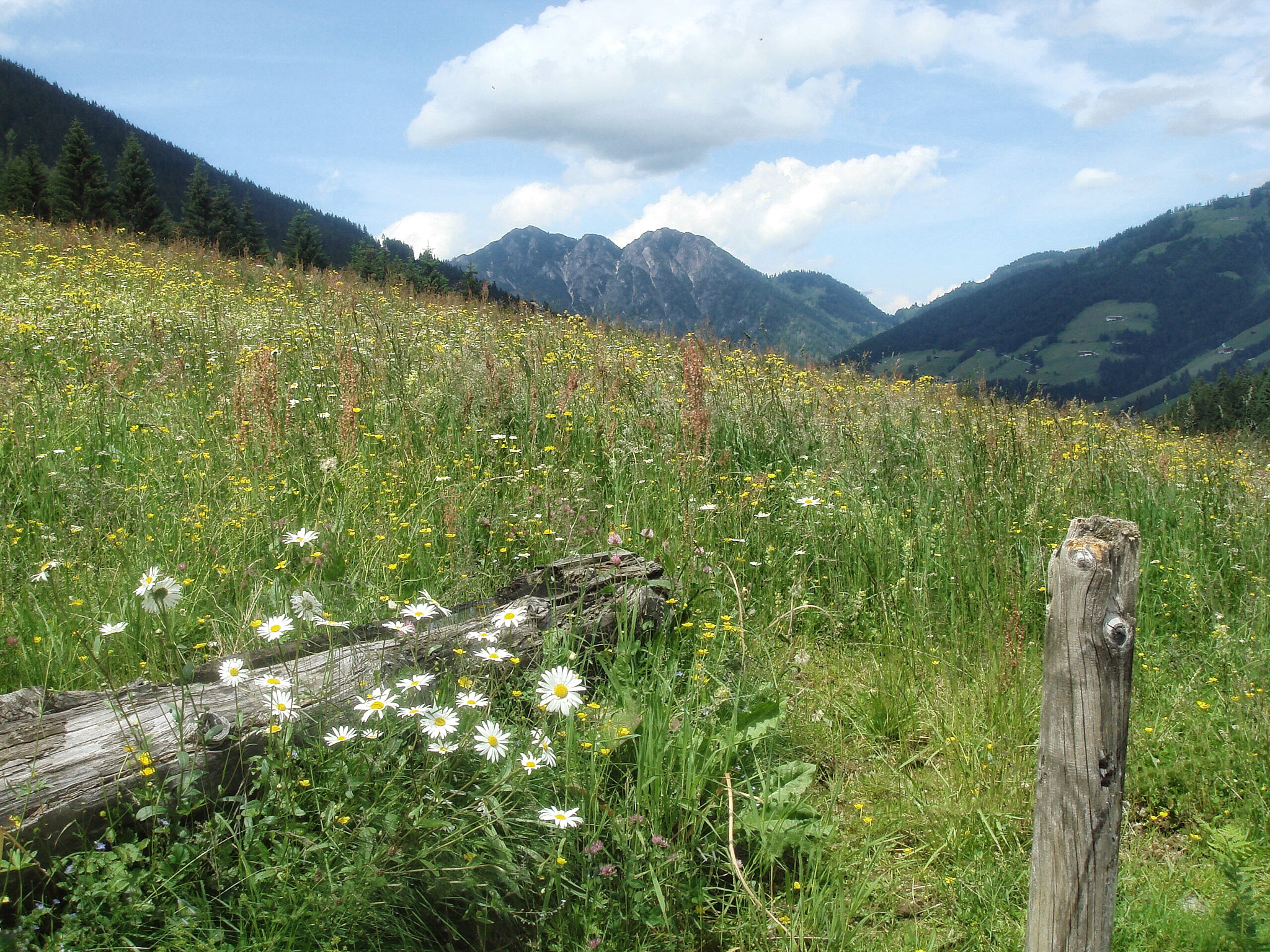 Sony DSC-T10 sample photo. Summer meadow in the alps photography