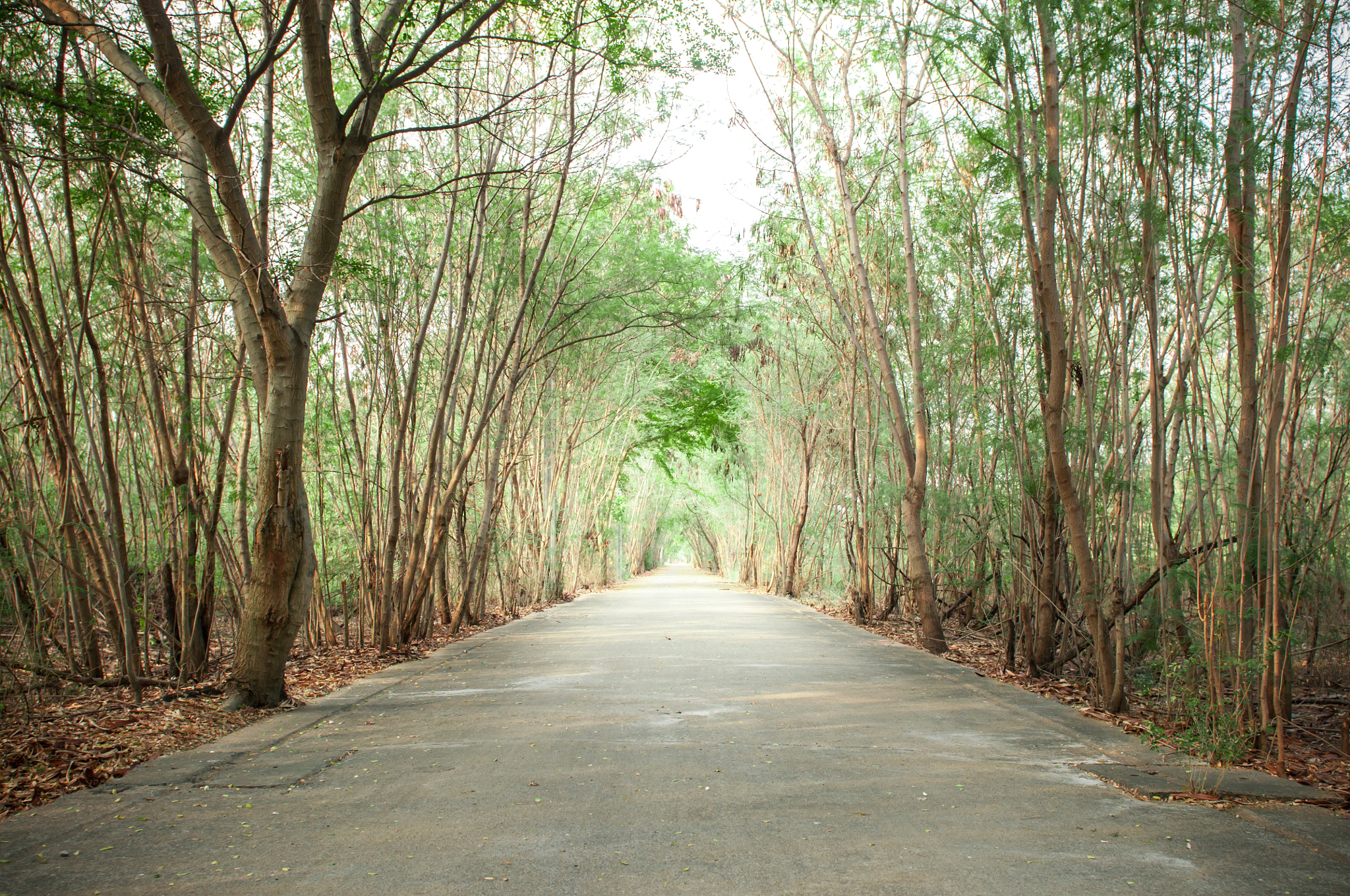 Nikon D300 sample photo. Old road in the park. photography