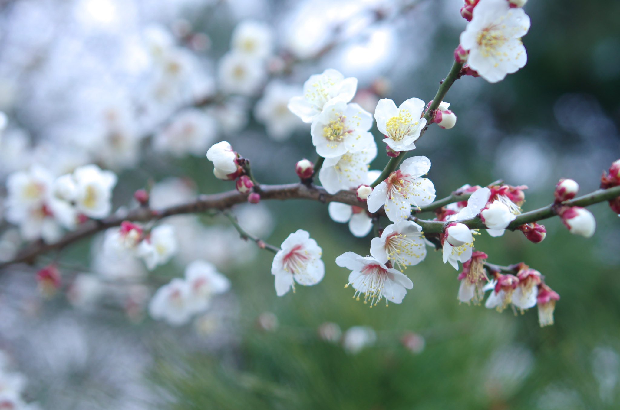 Pentax K-5 IIs + HD Pentax-FA 35mm F2 AL sample photo. Matu ni ume photography