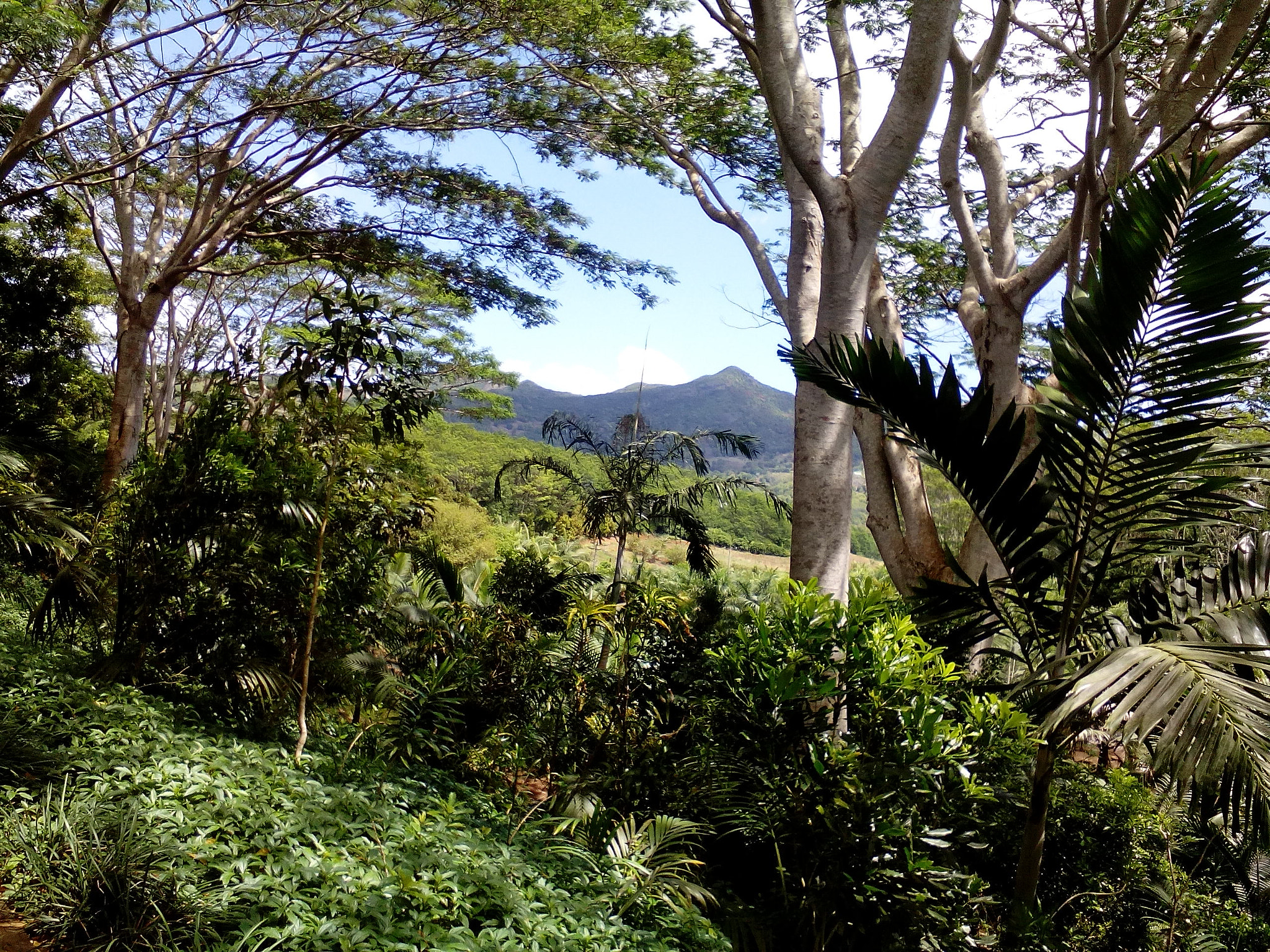 Lenovo A5500-H sample photo. Mauritius 2016 photography