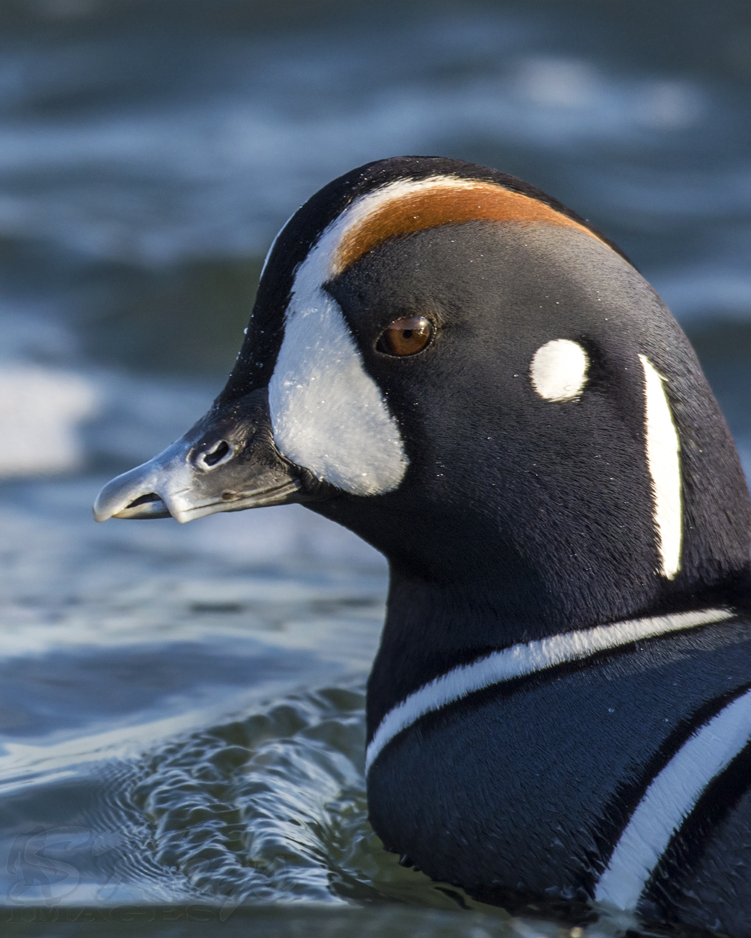 Nikon D7200 sample photo. Chip (harlequin duck) photography