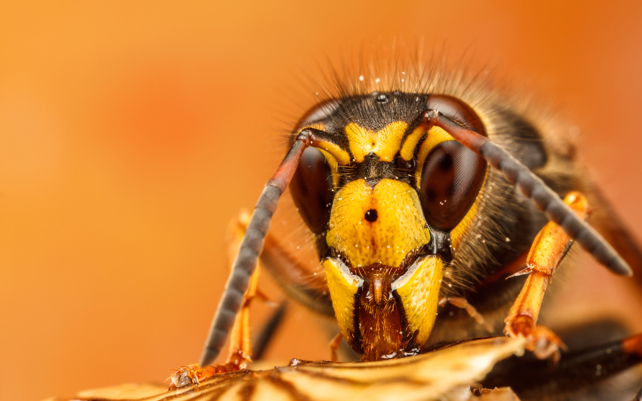 Canon MP-E 65mm F2.5 1-5x Macro Photo sample photo. Median wasp photography