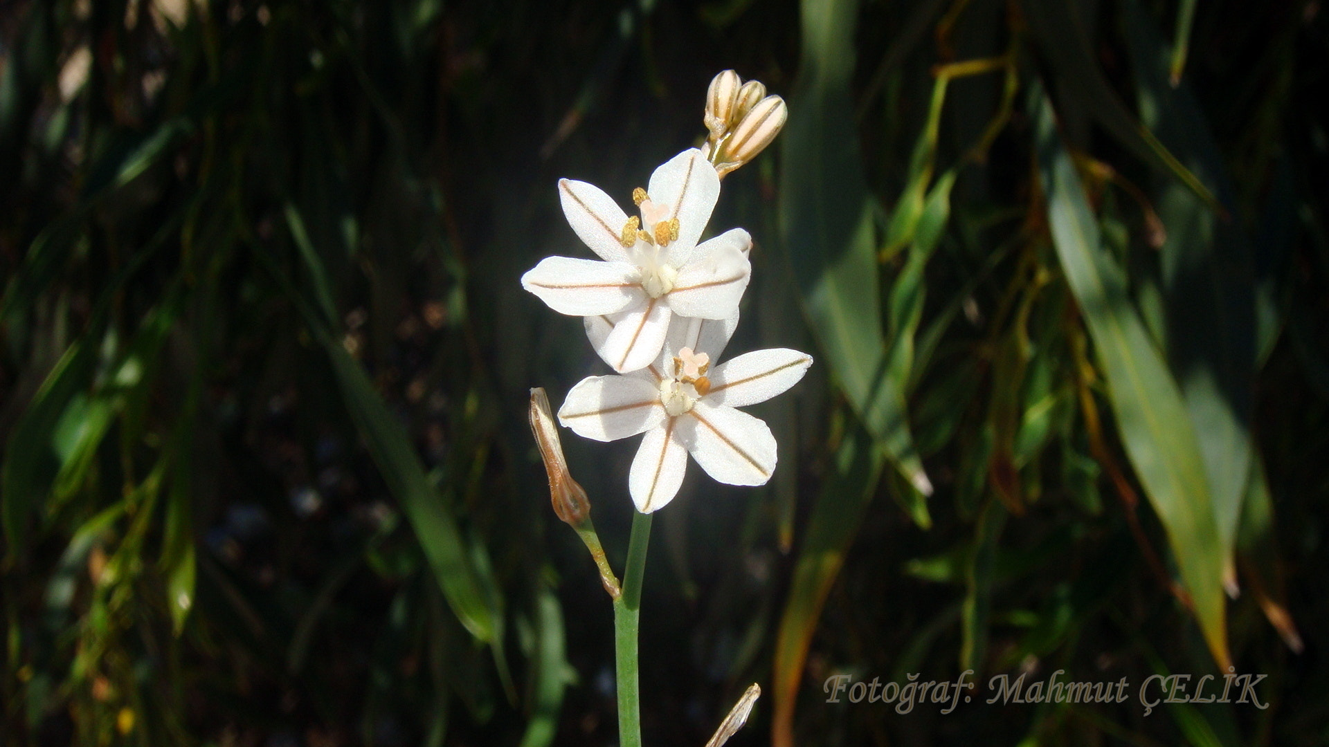 Sony DSC-T77 sample photo. Dsc photography