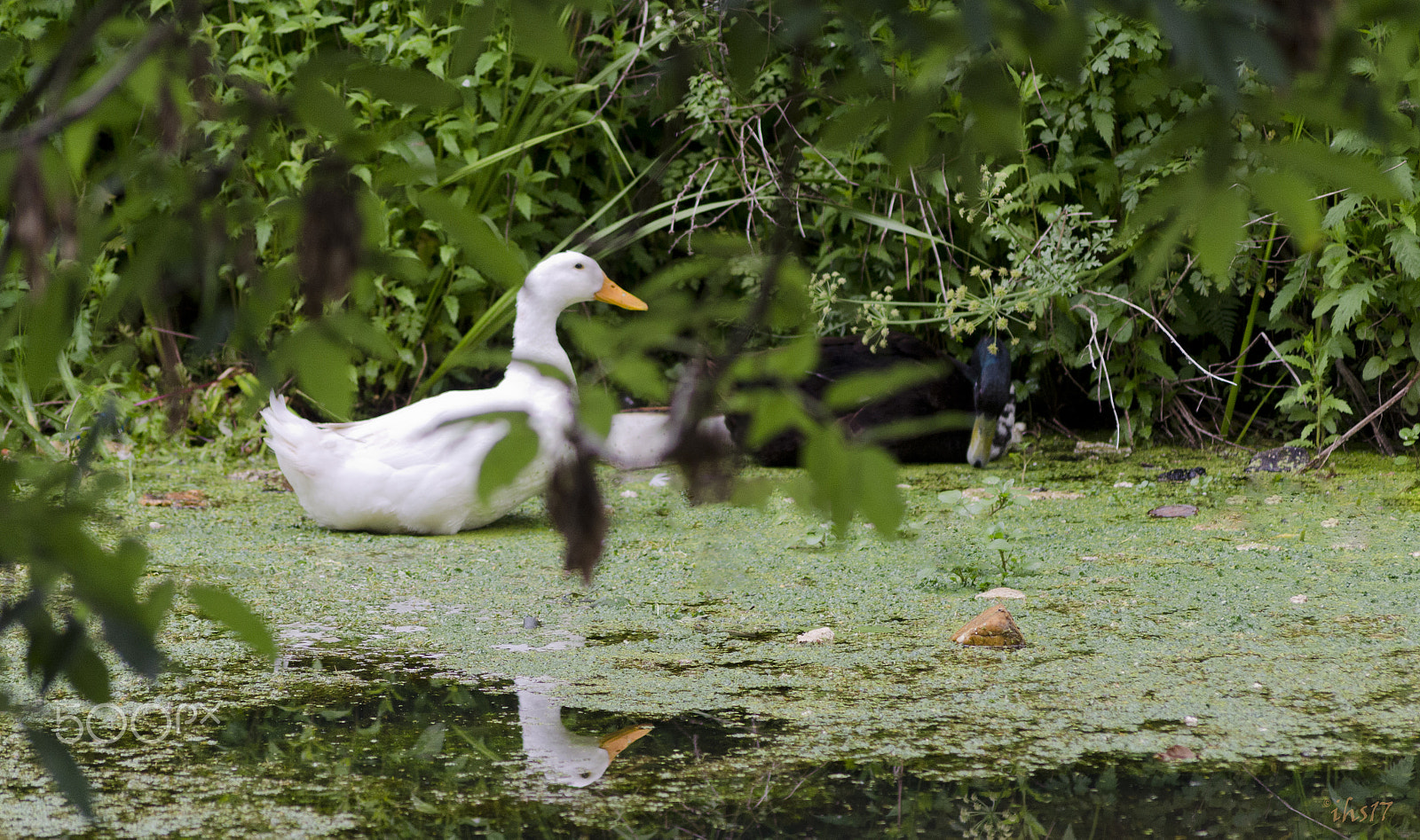 Sigma 70-300mm F4-5.6 APO DG Macro sample photo. Duck pond photography