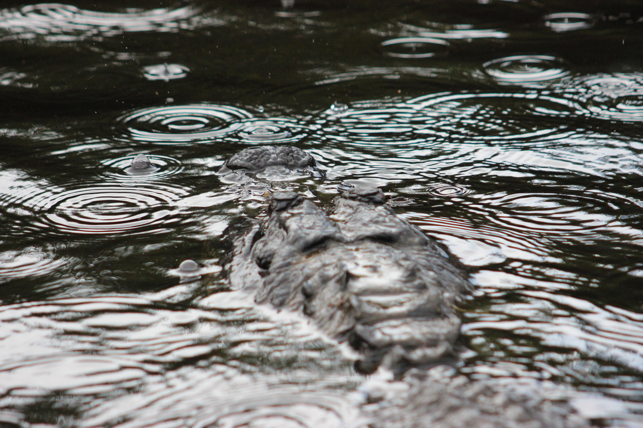 Canon EF 55-200mm F4.5-5.6 II USM sample photo. Img photography