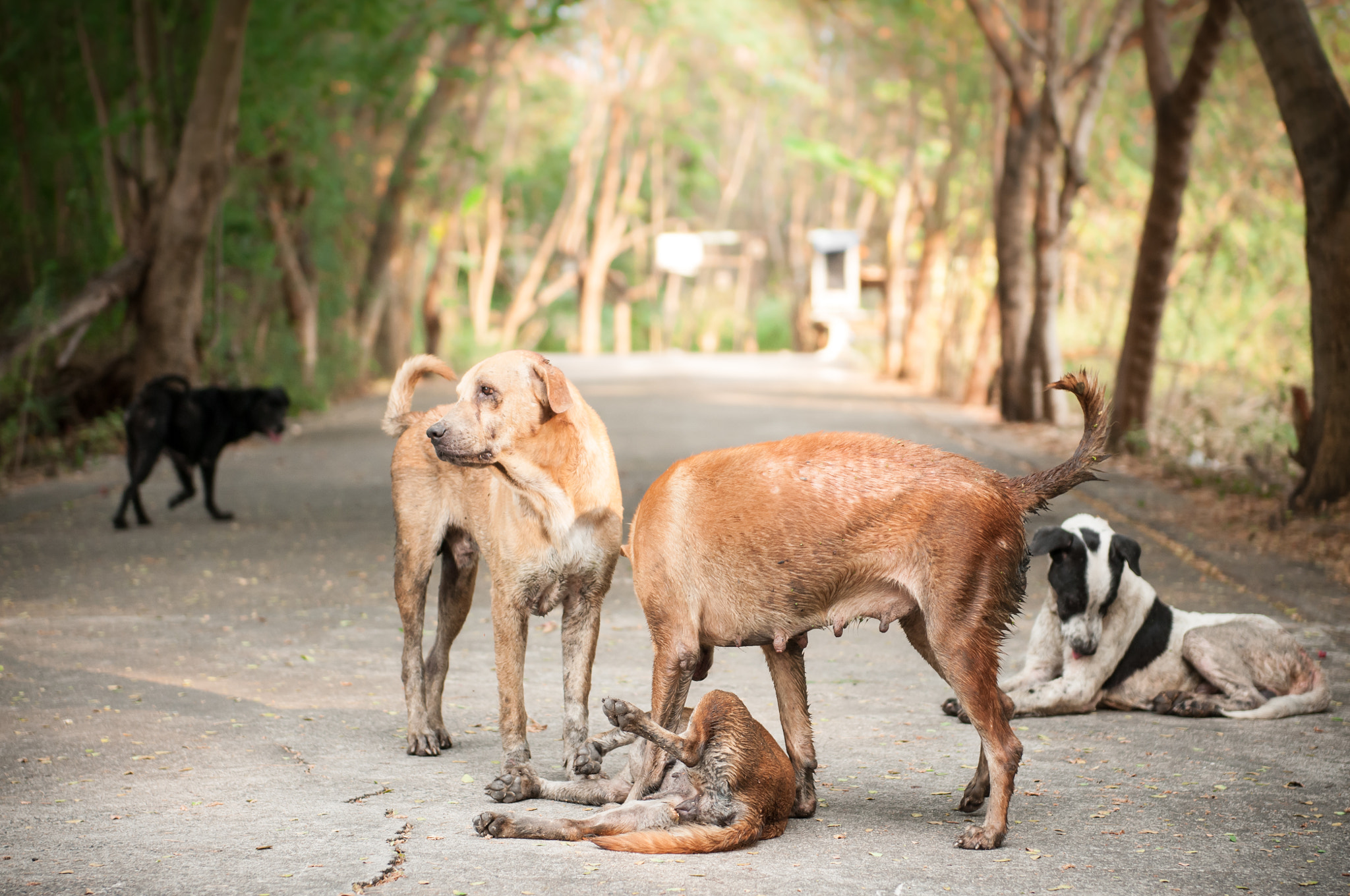 Nikon AF-S Nikkor 24-70mm F2.8G ED sample photo. Group of dogs in the park. photography