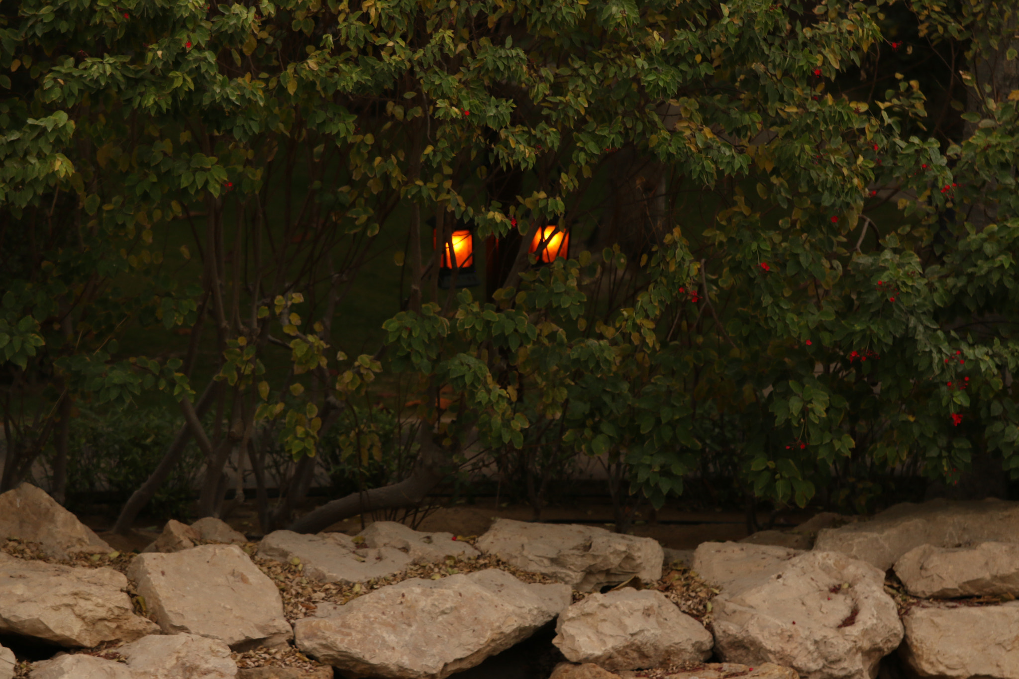 Canon EOS 70D + Canon EF 70-200mm F4L IS USM sample photo. Img photography