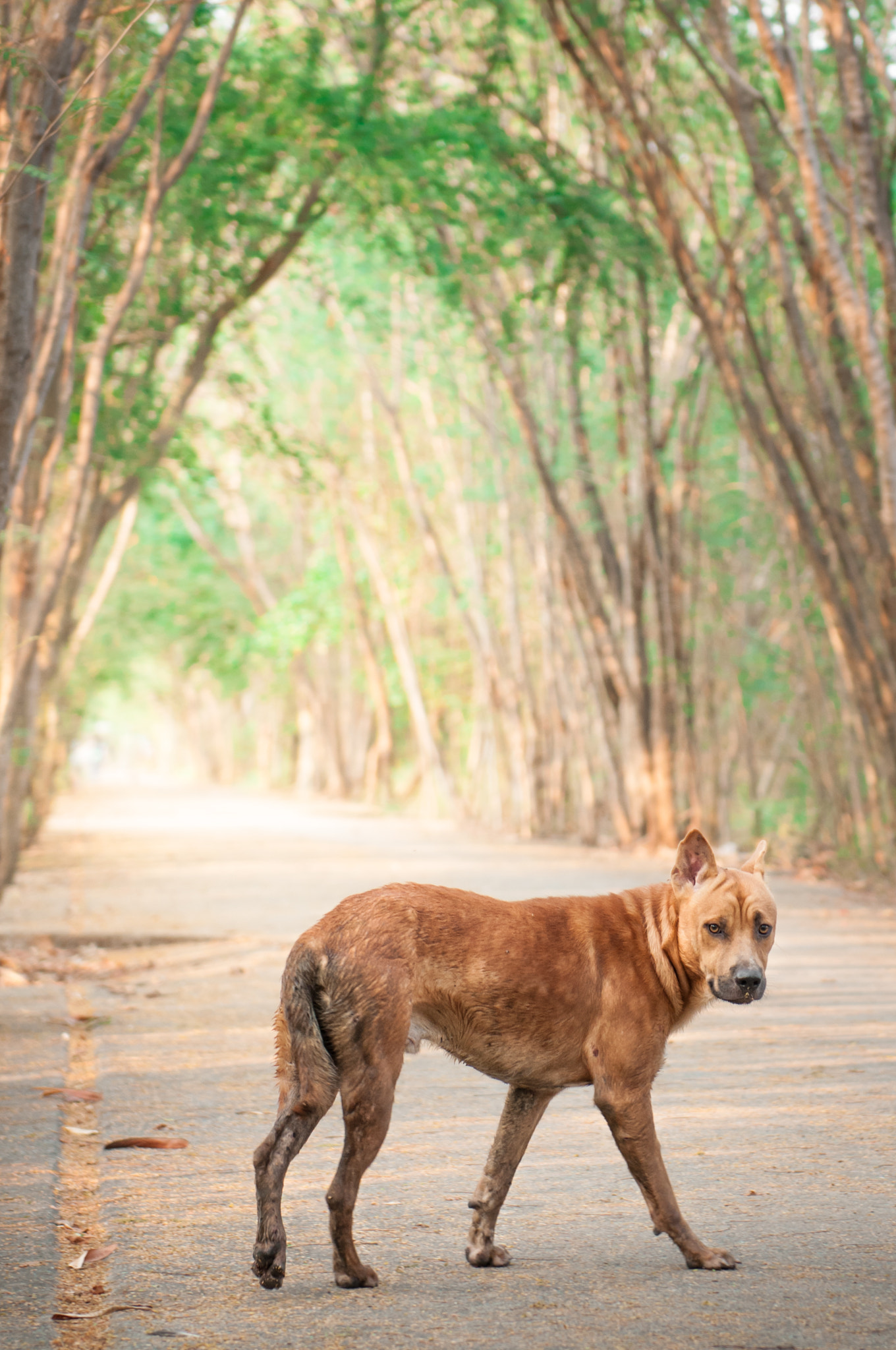 Nikon AF-S Nikkor 24-70mm F2.8G ED sample photo. Portrait dog in the park. photography