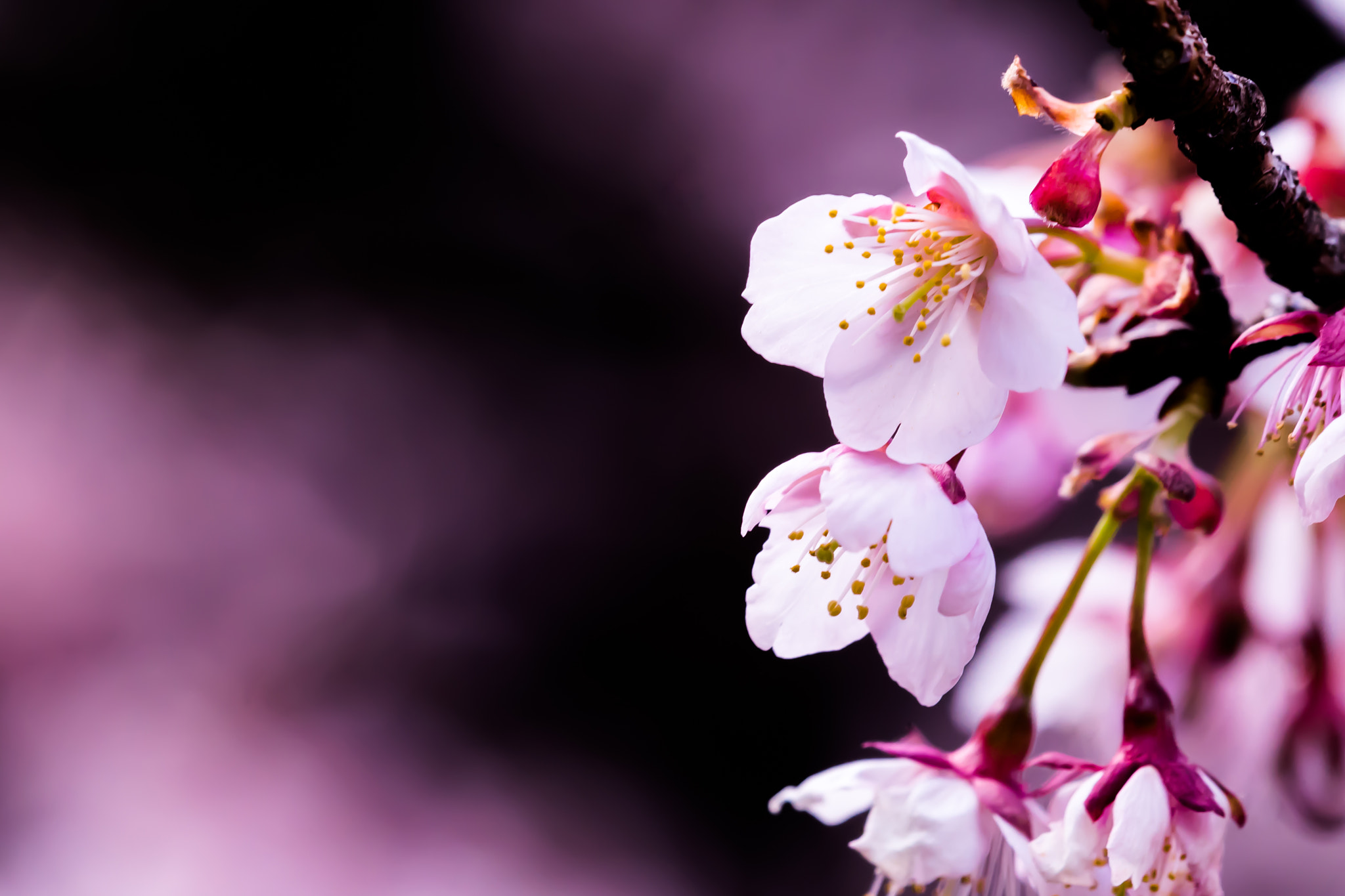 Tamron 18-270mm F3.5-6.3 Di II PZD sample photo. Cold cherry blossoms photography