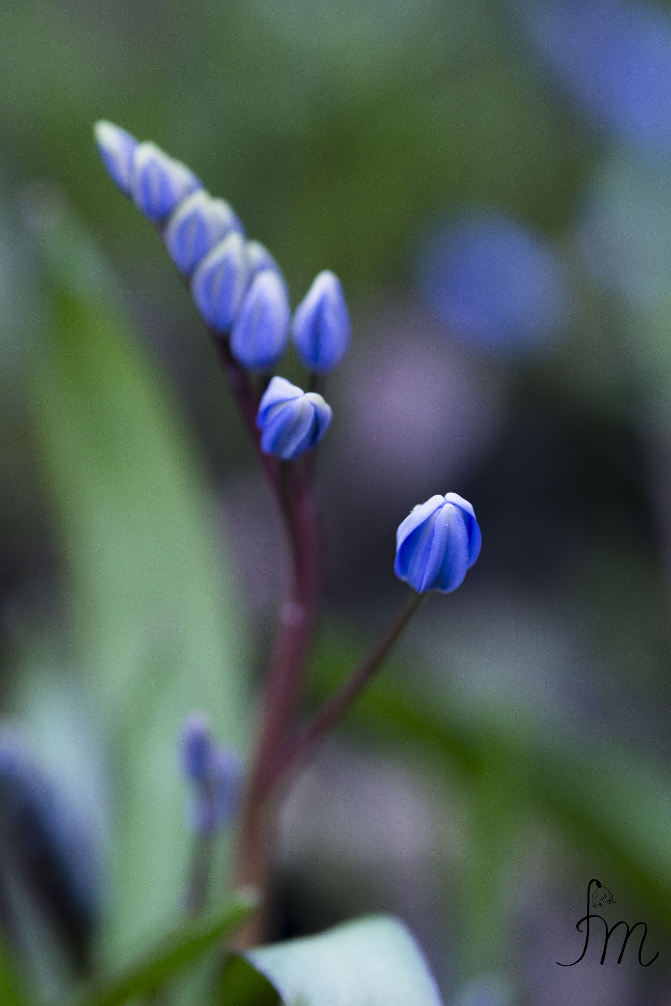 90mm F2.8 Macro SSM sample photo. Blossom photography