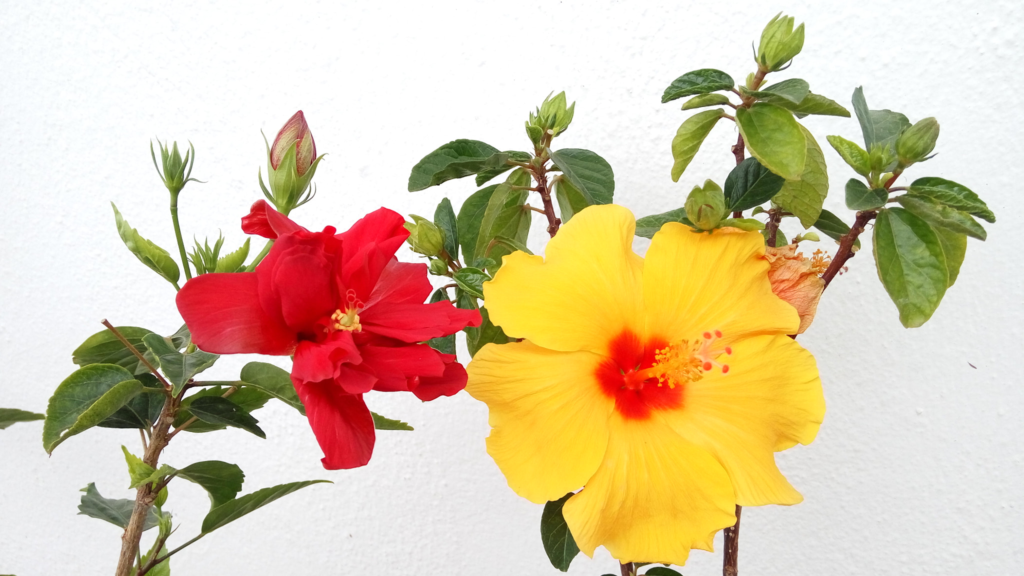Xiaomi HM Note 2 sample photo. Cheek to cheek photography