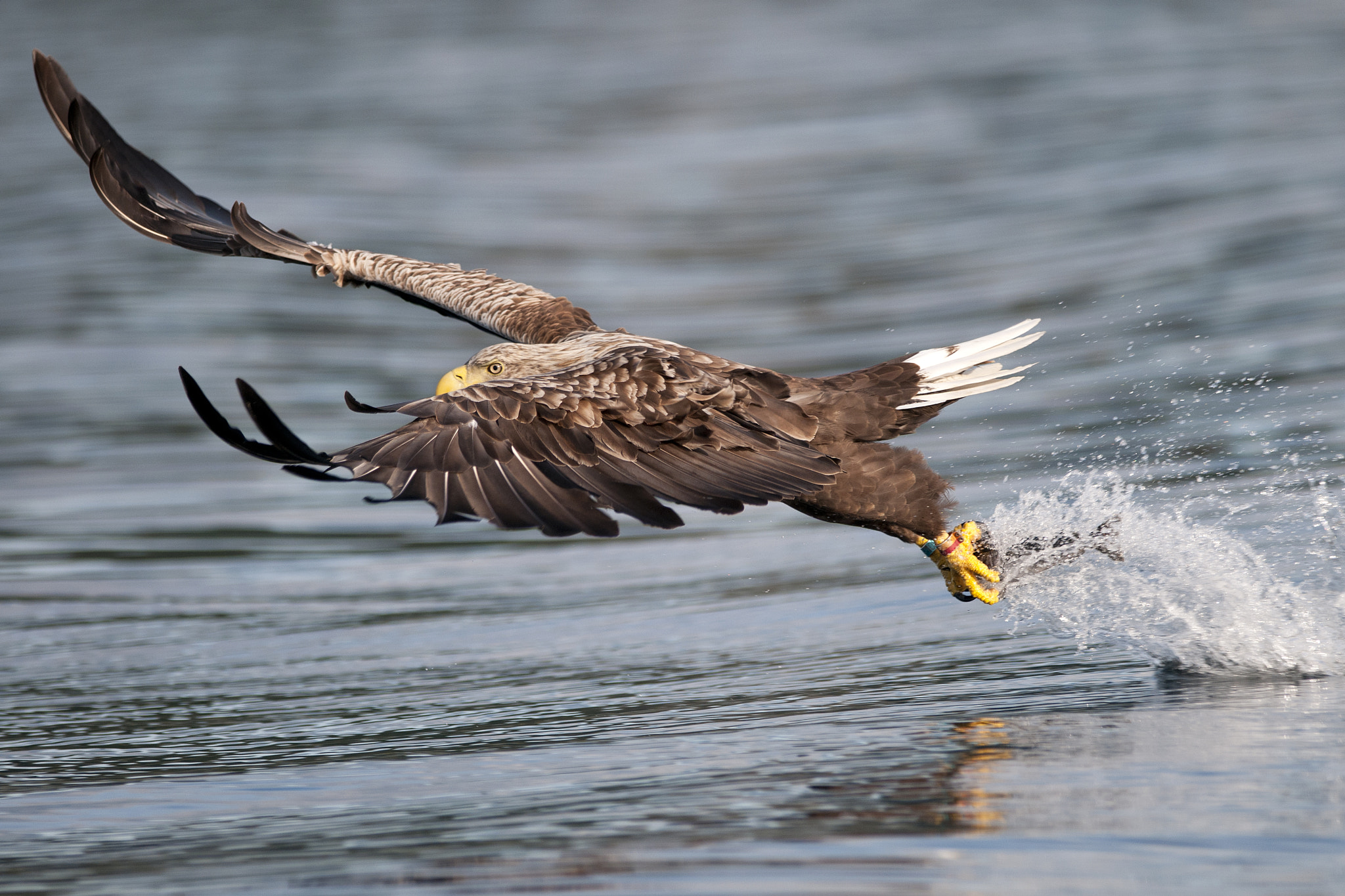 Nikon D300 + Nikon AF-S Nikkor 300mm F4D ED-IF sample photo. The catch photography