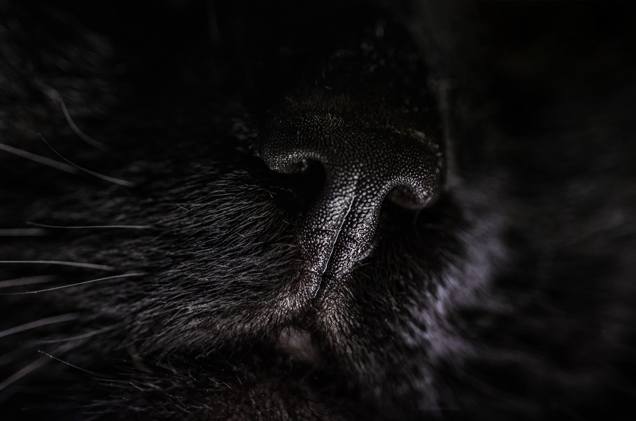 Tokina AT-X Pro 100mm F2.8 Macro sample photo. Whiskars and nose photography