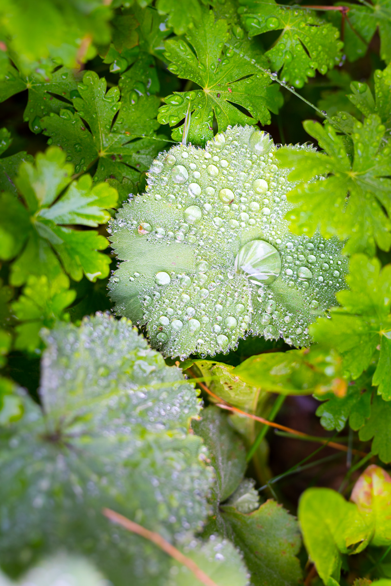 Sigma 50mm F1.4 DG HSM Art sample photo. The drop photography