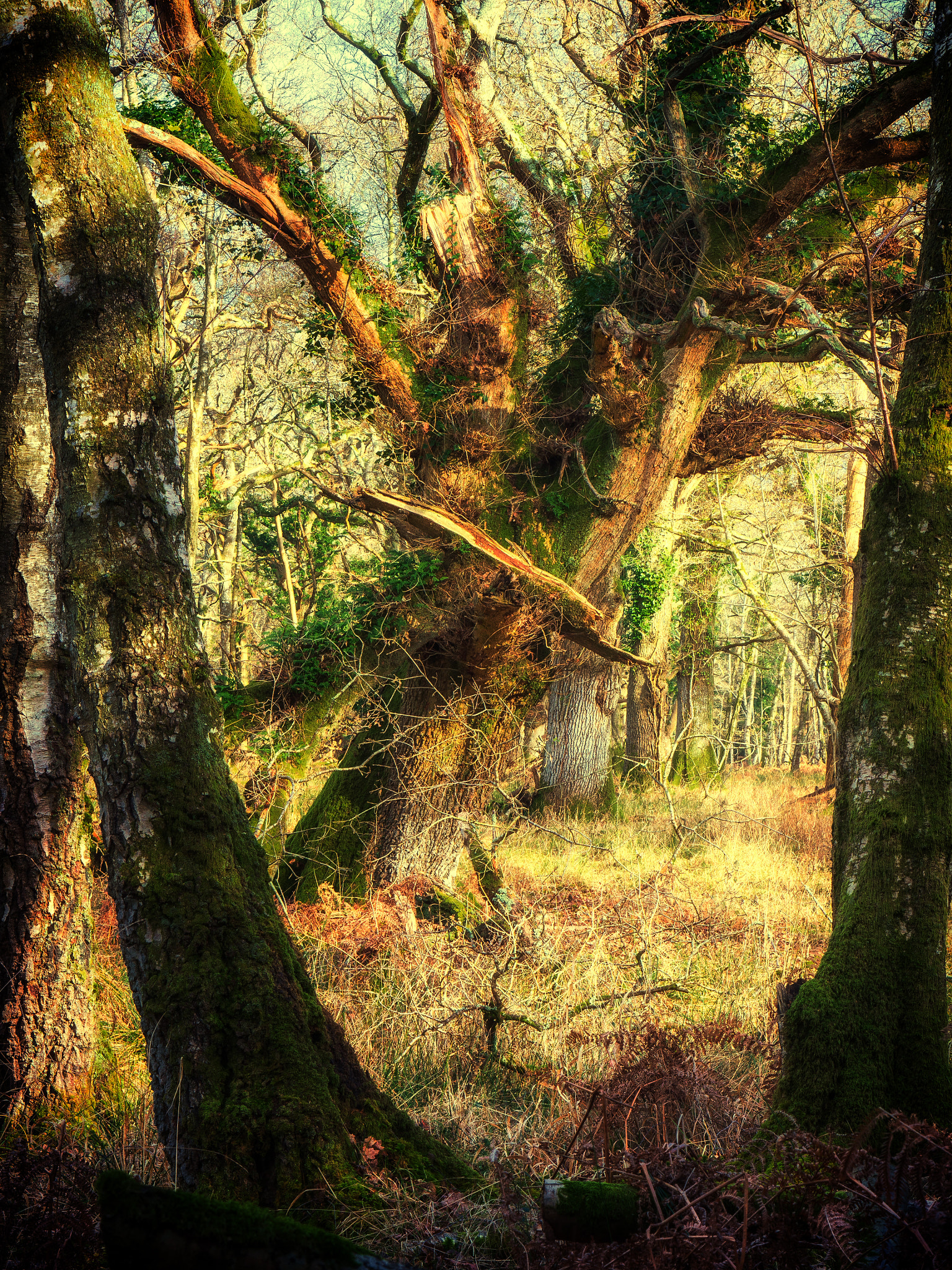 Panasonic Lumix DMC-GH3 sample photo. Old oak tree - no ribbons photography