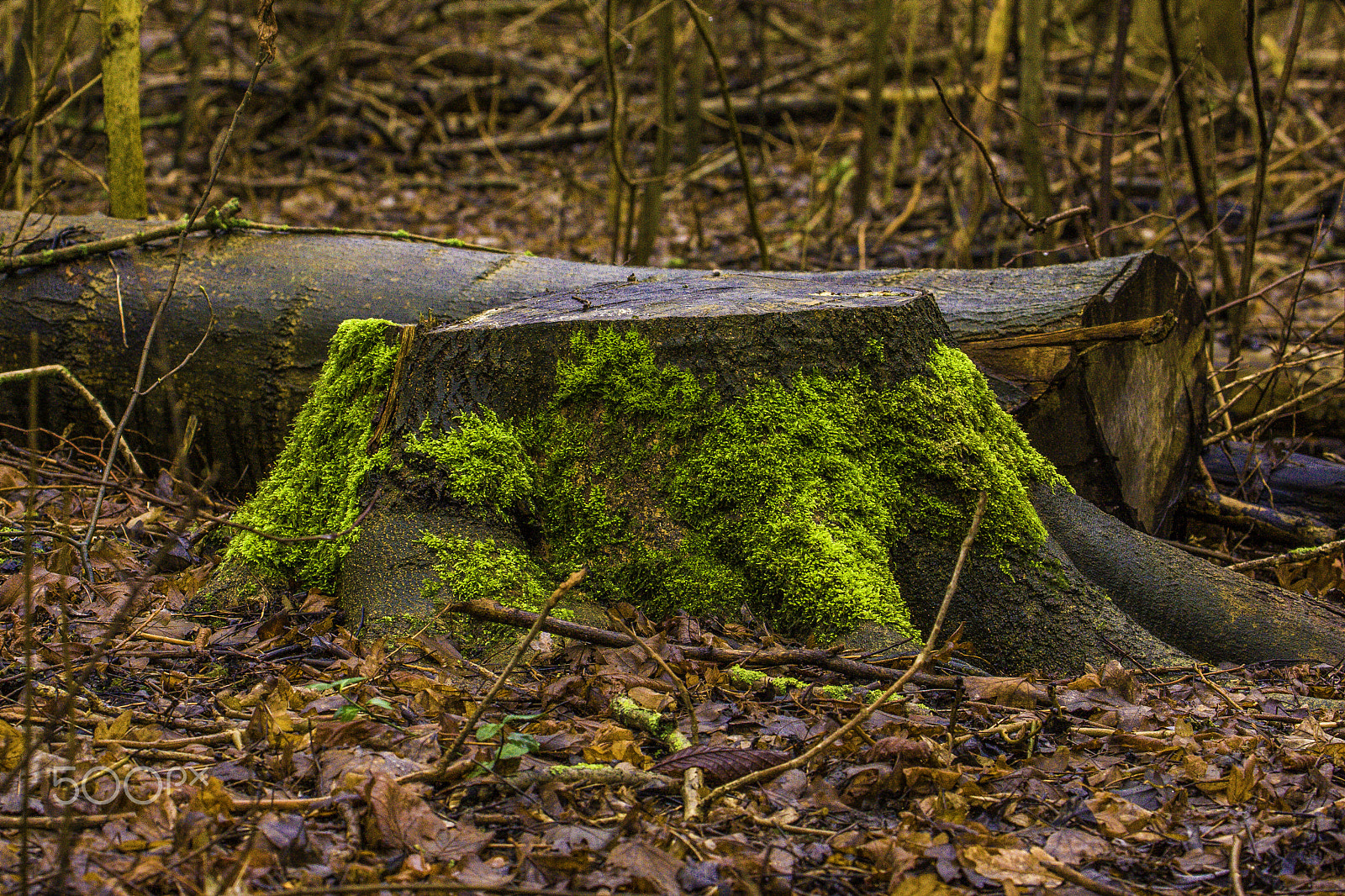 Canon EF 70-300mm F4-5.6L IS USM sample photo. New life on tree stump photography