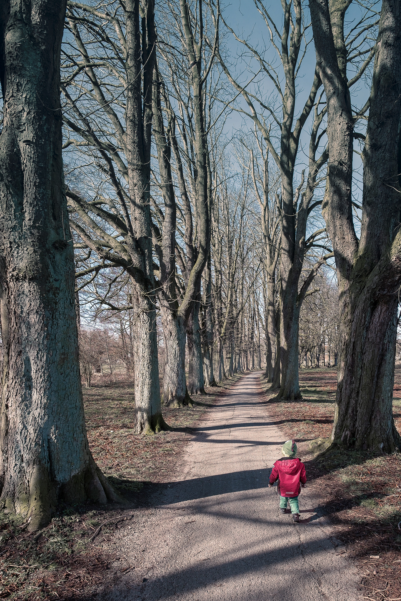 Fujifilm X-E1 + Fujifilm XF 14mm F2.8 R sample photo. The chestnut espalier photography