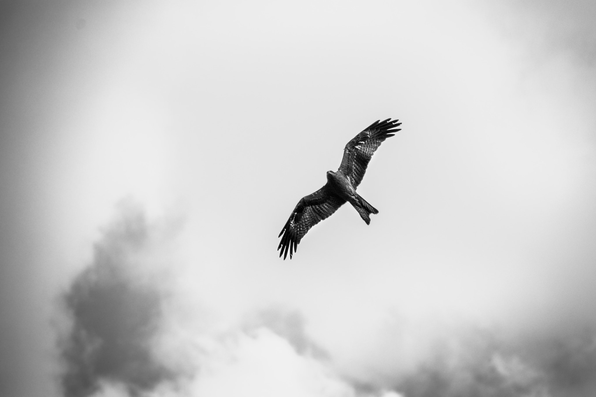 Nikon D3300 + Sigma 70-300mm F4-5.6 DG OS sample photo. Ruling the sky! photography