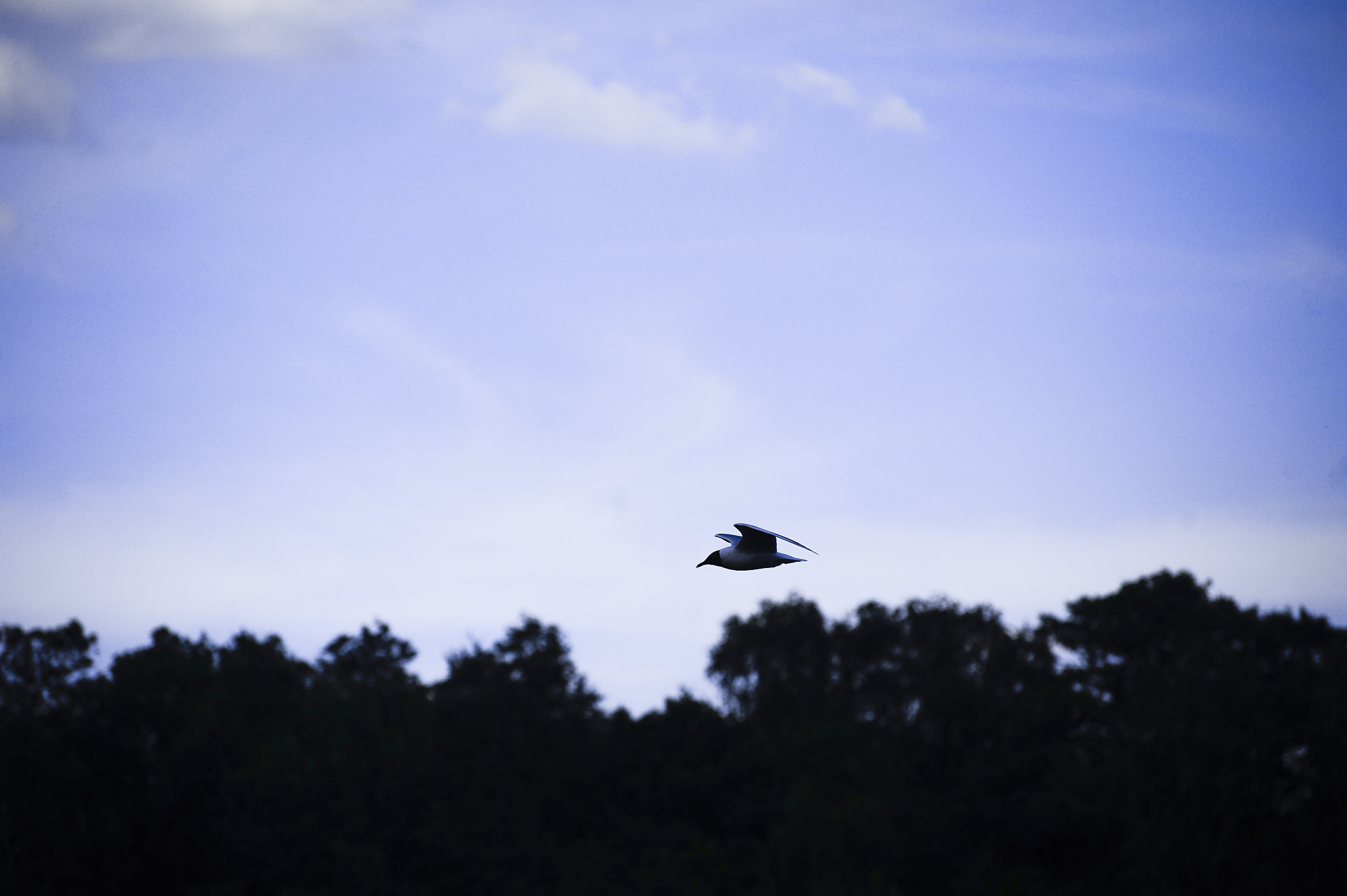 Nikon D700 sample photo. Fly photography