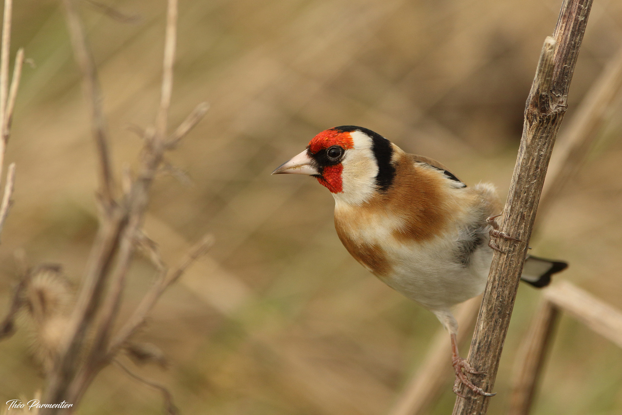 Canon EF 300mm F2.8L IS USM sample photo. Goldfinch / chardonneret élégant photography