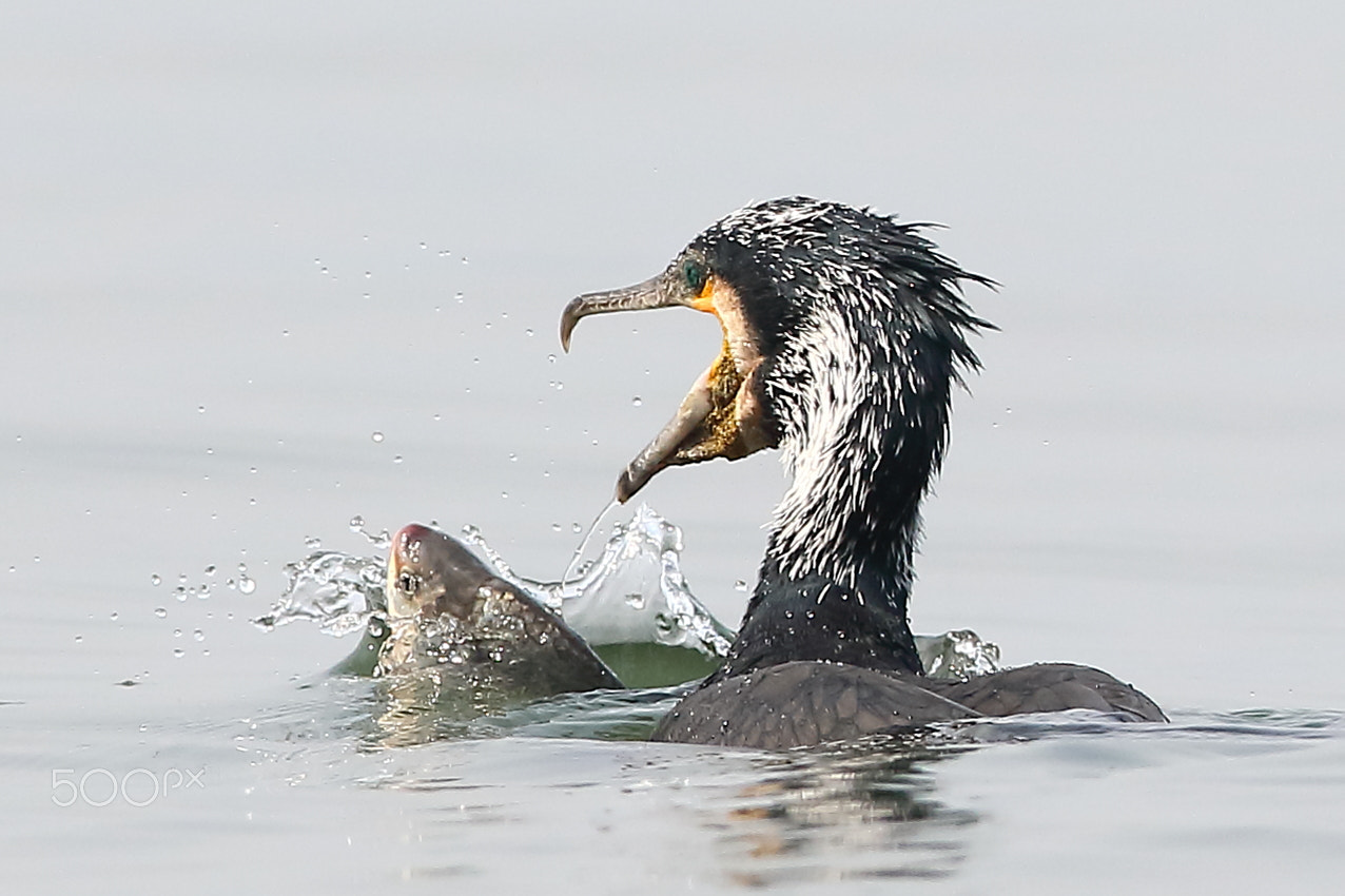 Canon EF 400mm F2.8L IS II USM sample photo. Cormorant fishing photography