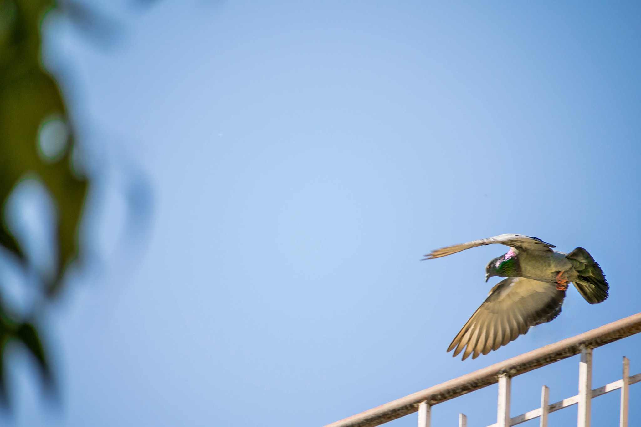 Nikon D3300 + Sigma 70-300mm F4-5.6 DG OS sample photo. Let's fly! photography
