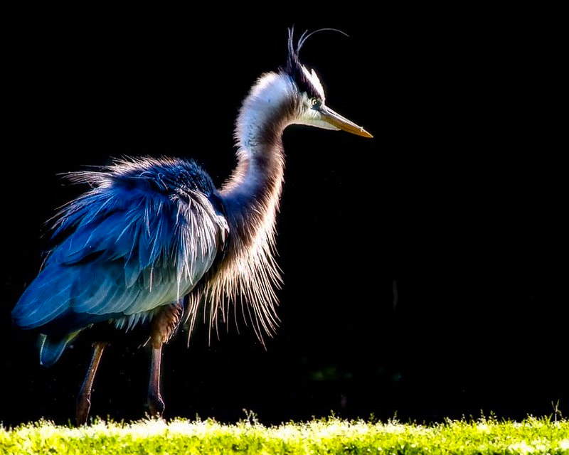 Olympus OM-D E-M5 sample photo. The great blue heron is a large wading bird in the ... photography