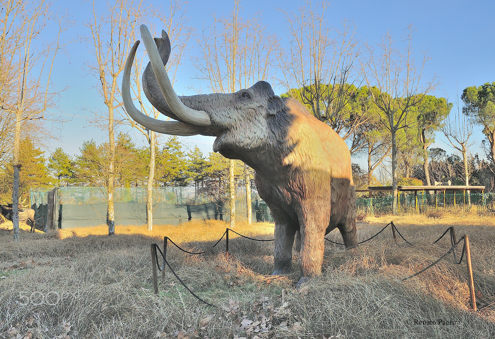 Nikon D300S sample photo. Mammuthus primigenius. photography