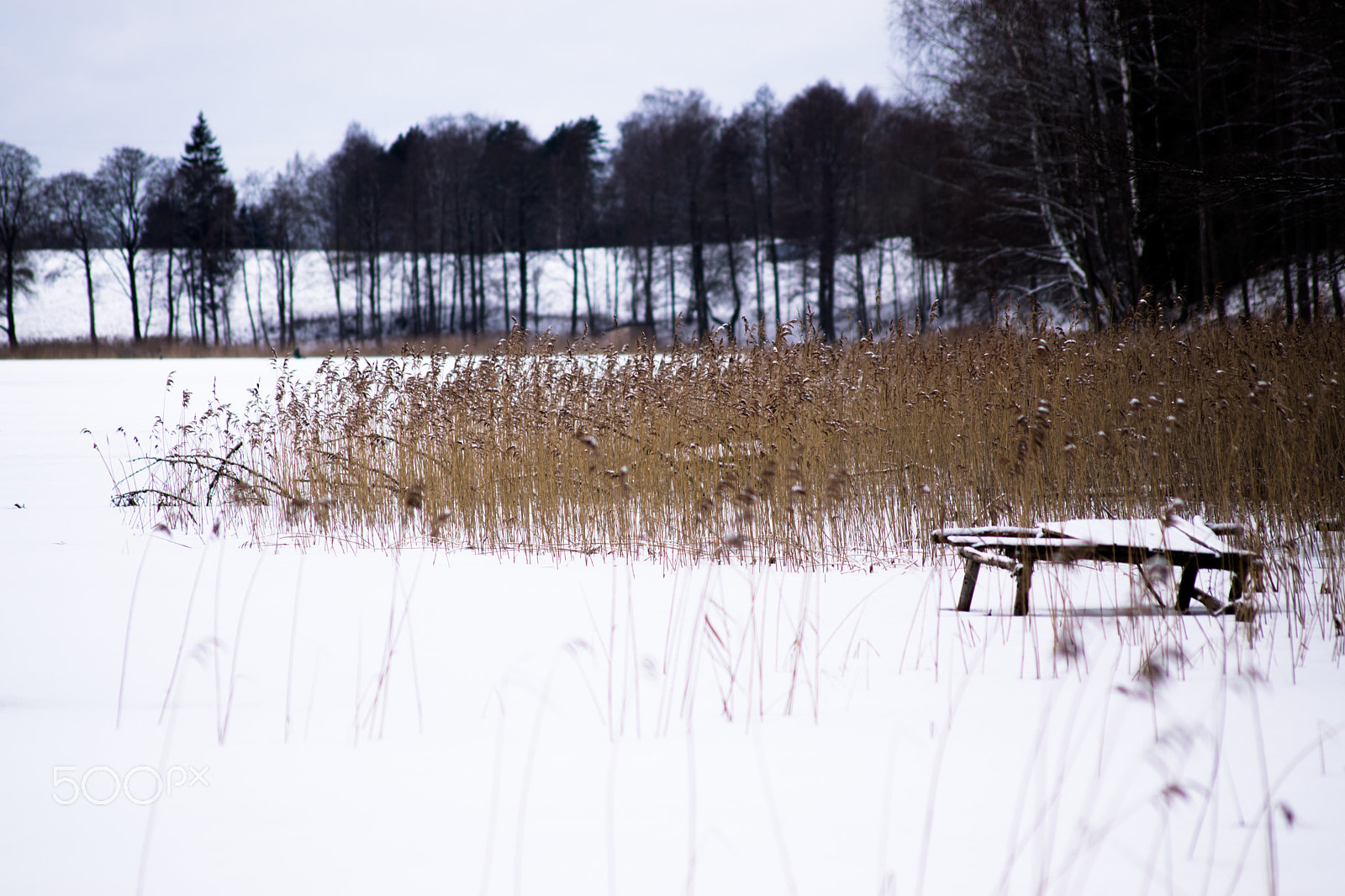 Sigma 70-300mm F4-5.6 APO DG Macro sample photo. Winter photography