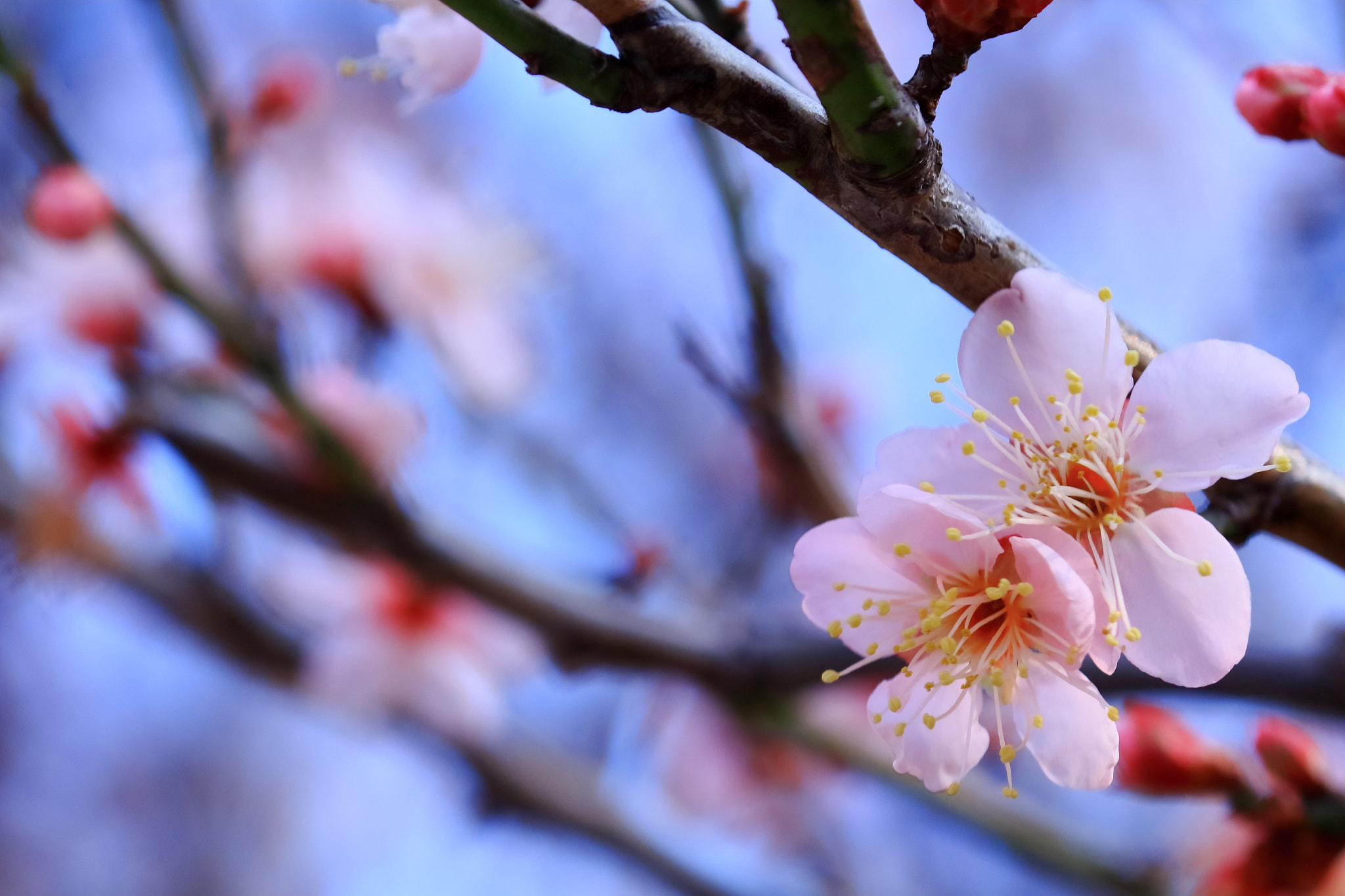 Canon EOS 700D (EOS Rebel T5i / EOS Kiss X7i) + Canon EF 100mm F2.8L Macro IS USM sample photo. Japanese plum blossoms ~梅花~ photography