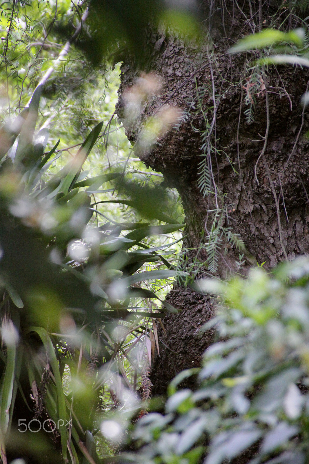 Sigma 18-250mm F3.5-6.3 DC OS HSM sample photo. Jungle photography