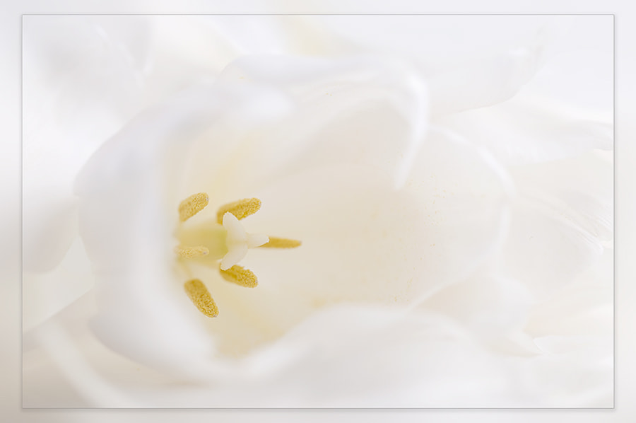 Sigma 150mm F2.8 EX DG OS Macro HSM sample photo. Tulip photography