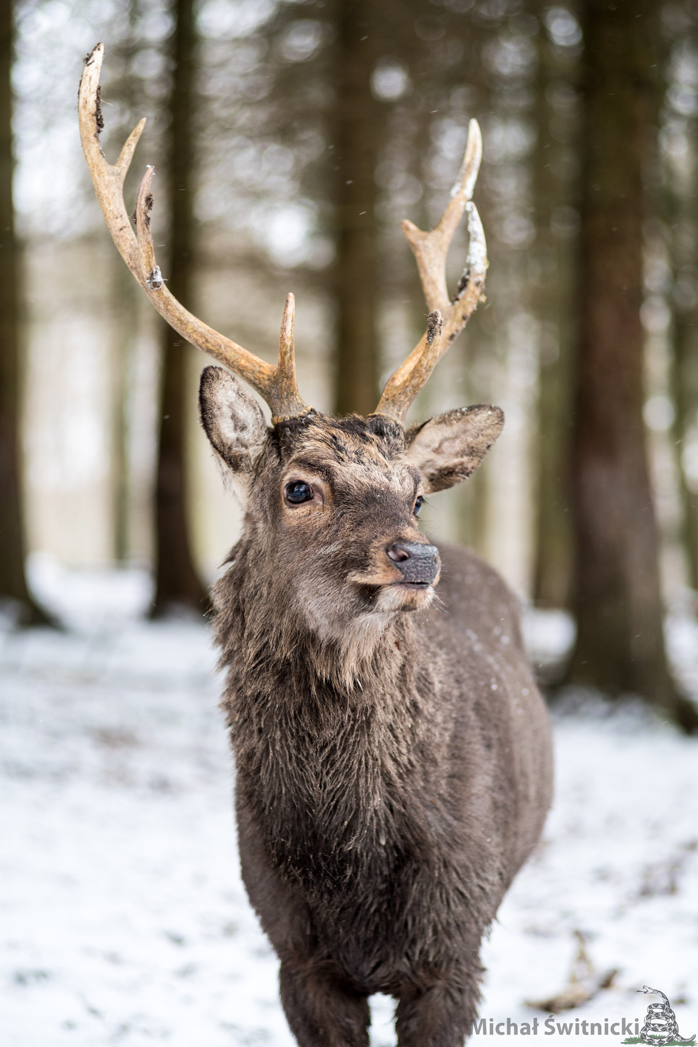 Pentax K-1 sample photo. Portrait of a calm sika deer bull ii photography